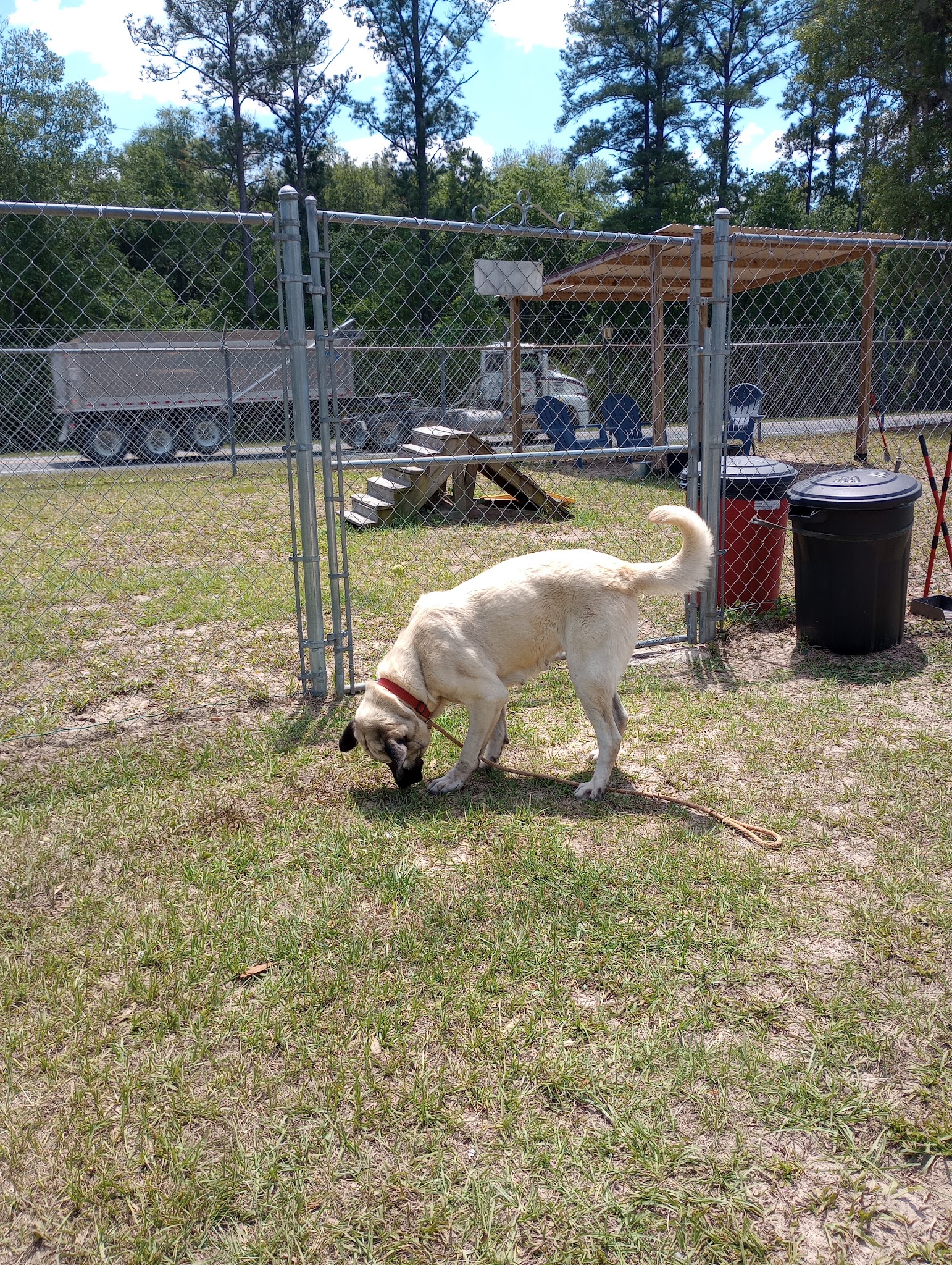 Clay County Animal Services - Green Cove Springs, FL