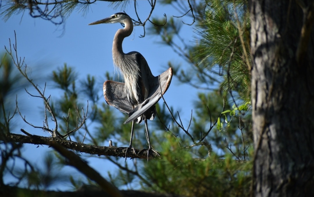 Magnolia Park - Green Cove Springs, FL