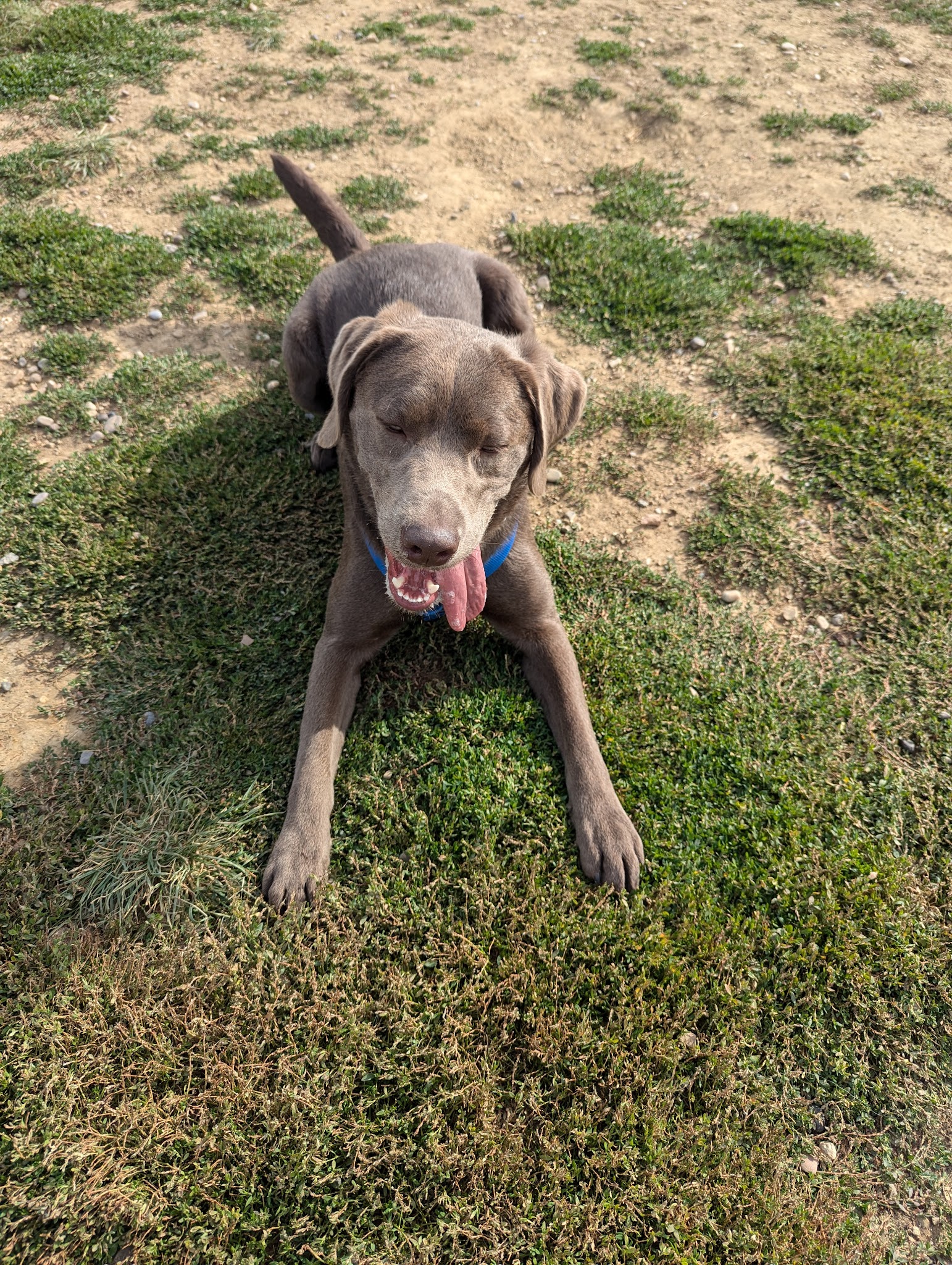 Dog Park at Love's Travel Stops - Green River, WY