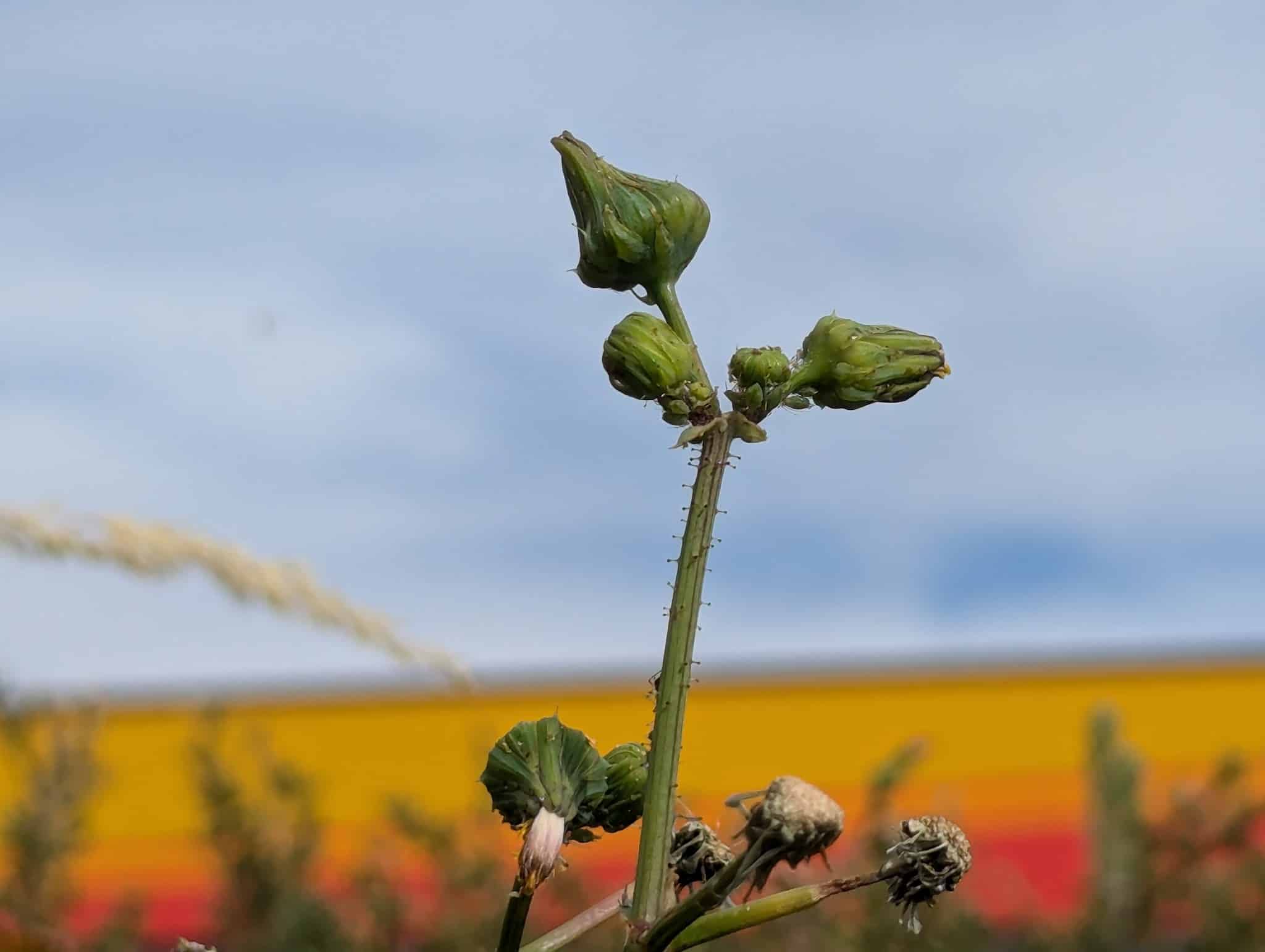 Dog Park at Love's Travel Stops - Green River, WY
