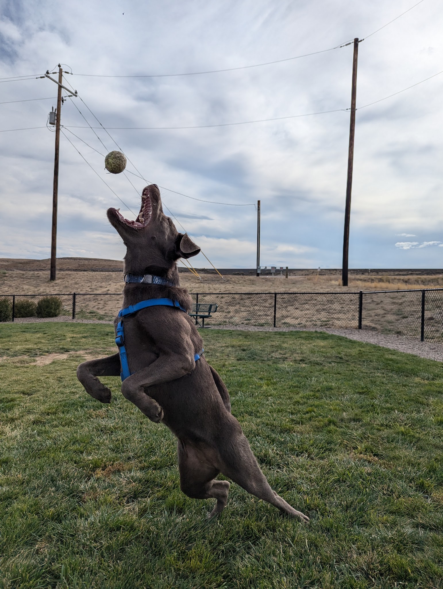 Dog Park at Love's Travel Stops - Green River, WY