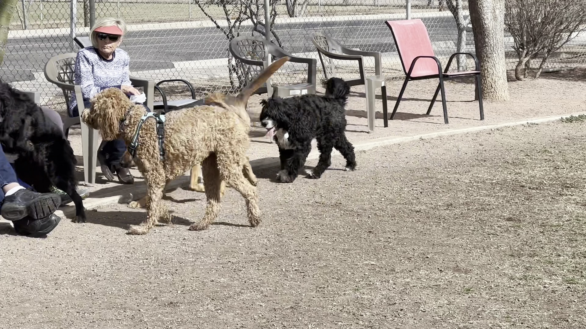 Quail Creek Dog Park - Green Valley, AZ