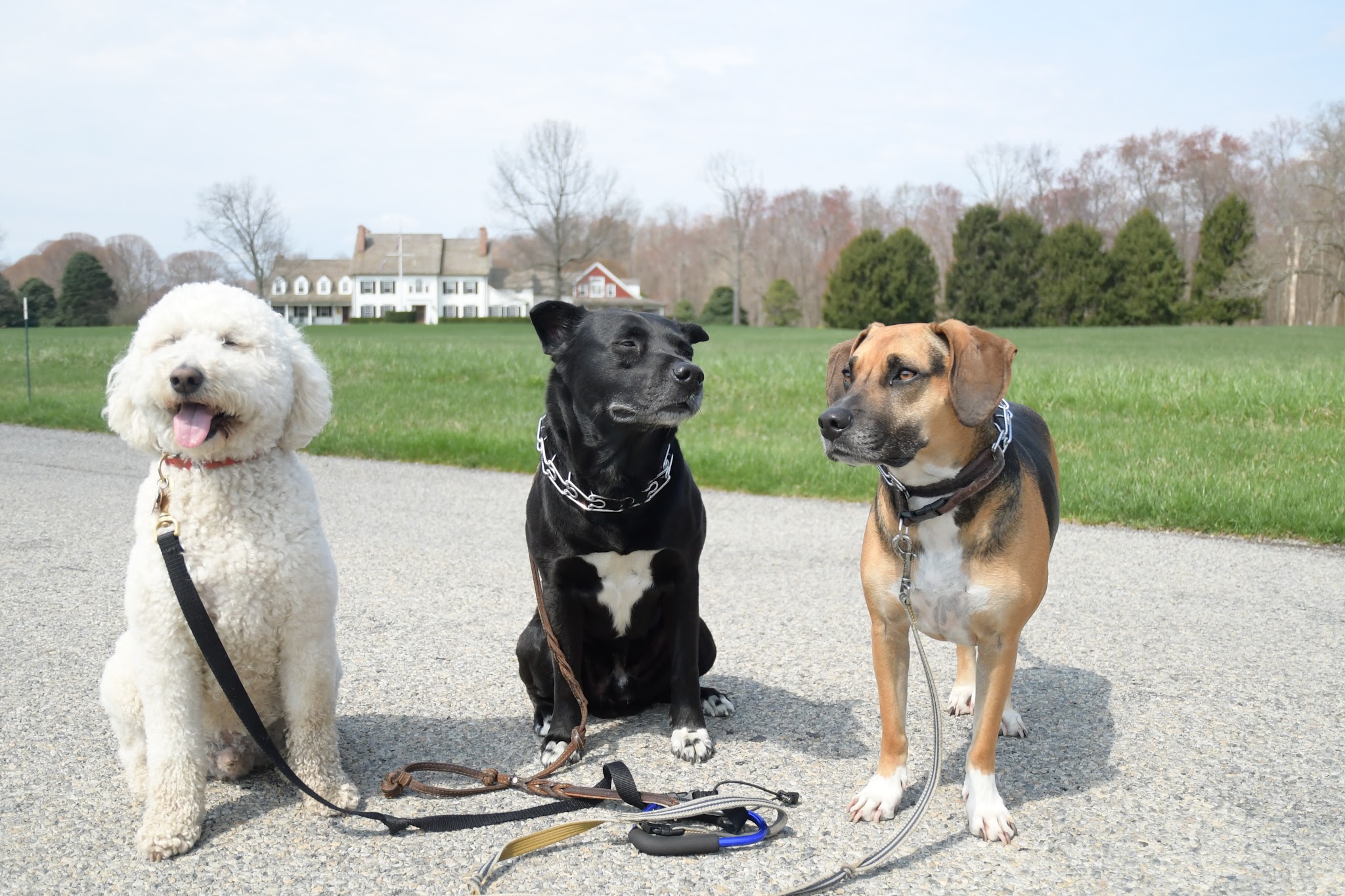 Lucky Dog Pack Walks - Green Village, NJ