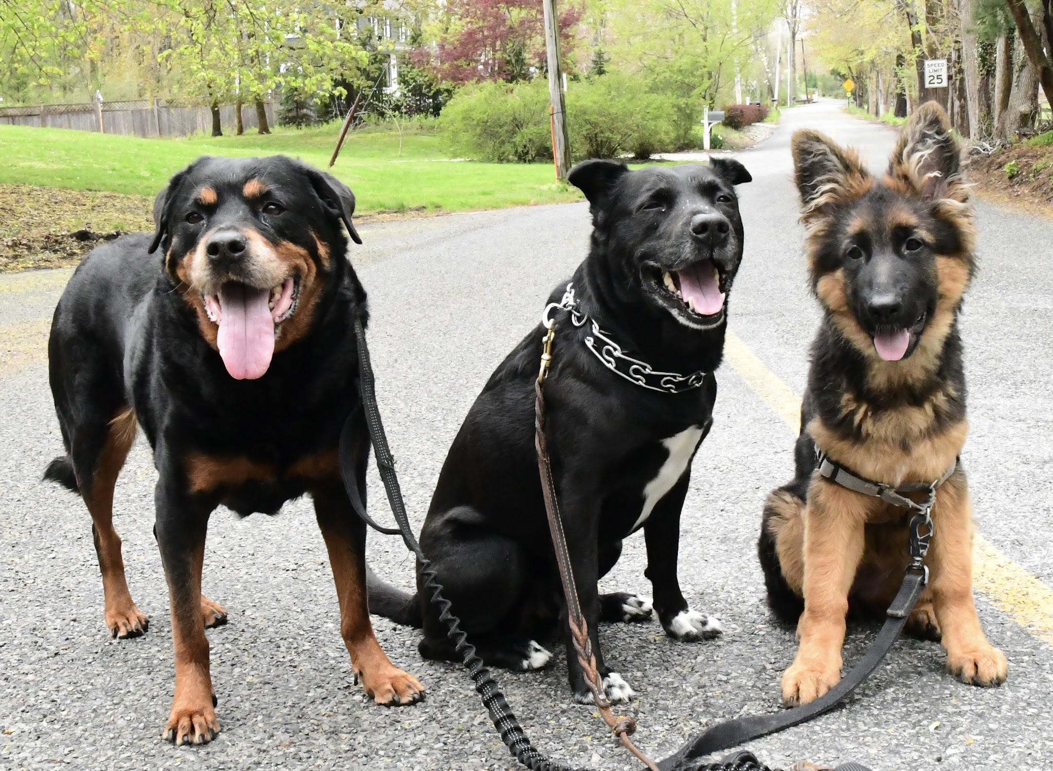 Lucky Dog Pack Walks - Green Village, NJ