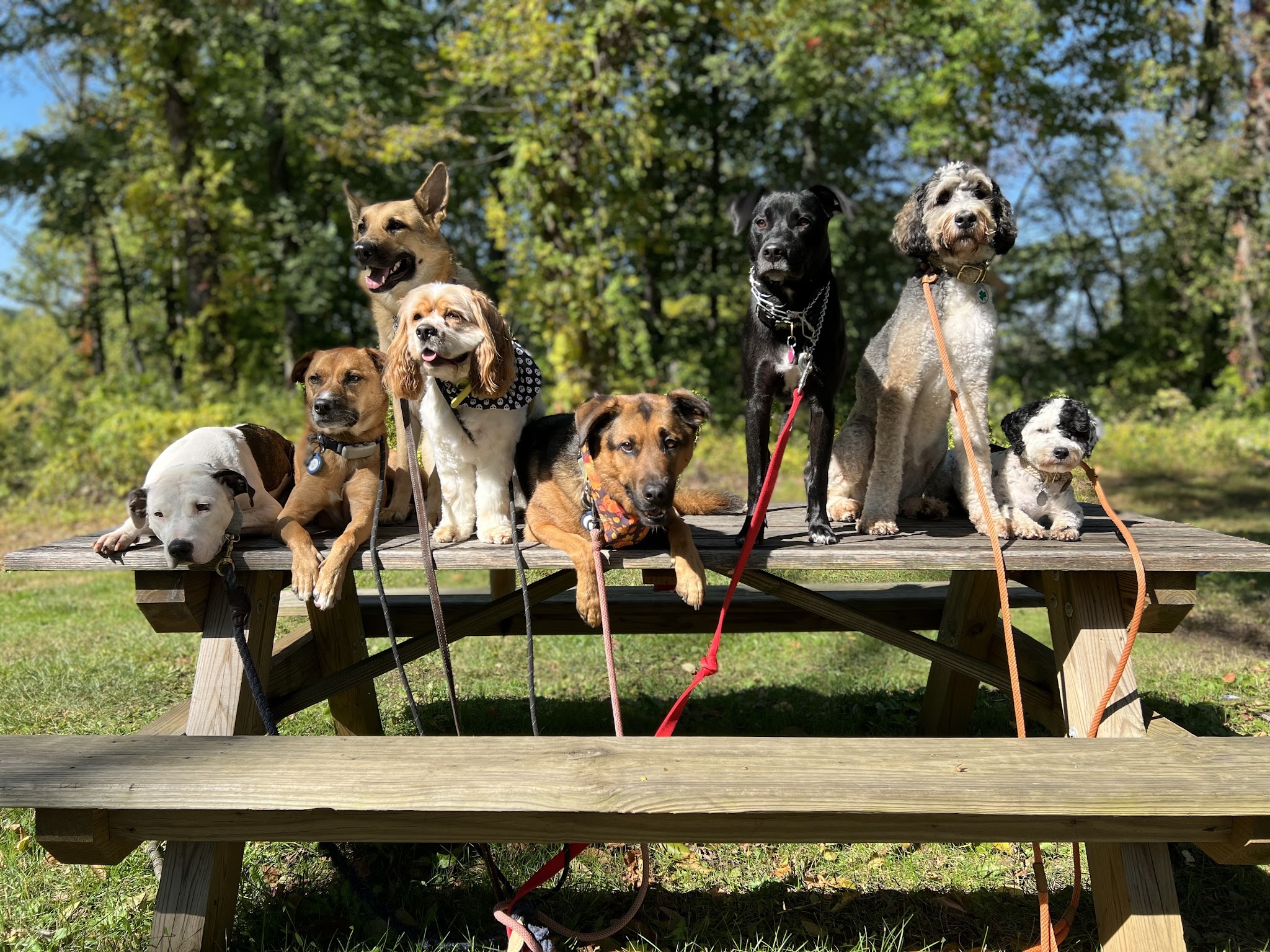Lucky Dog Pack Walks - Green Village, NJ