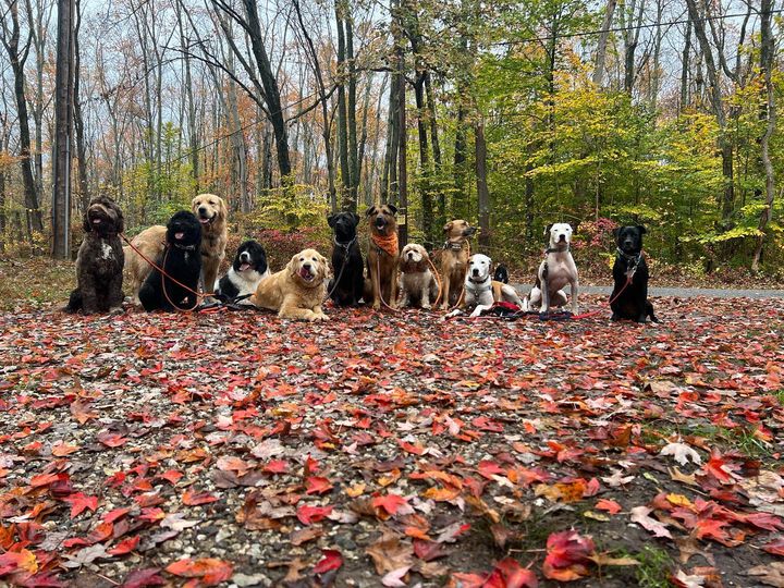 Lucky Dog Pack Walks - Green Village, NJ
