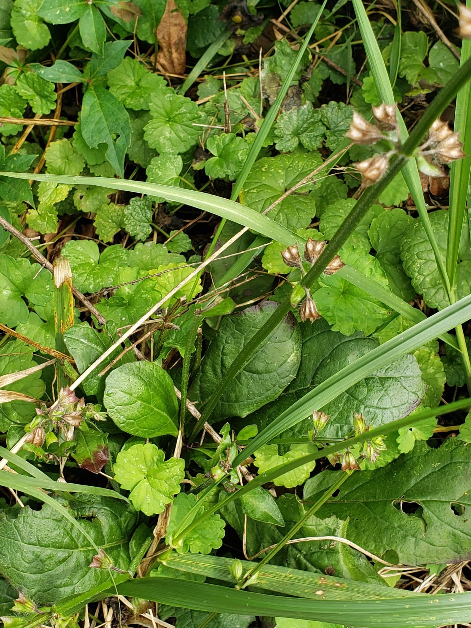 Brown Bark Park - Greensboro, NC