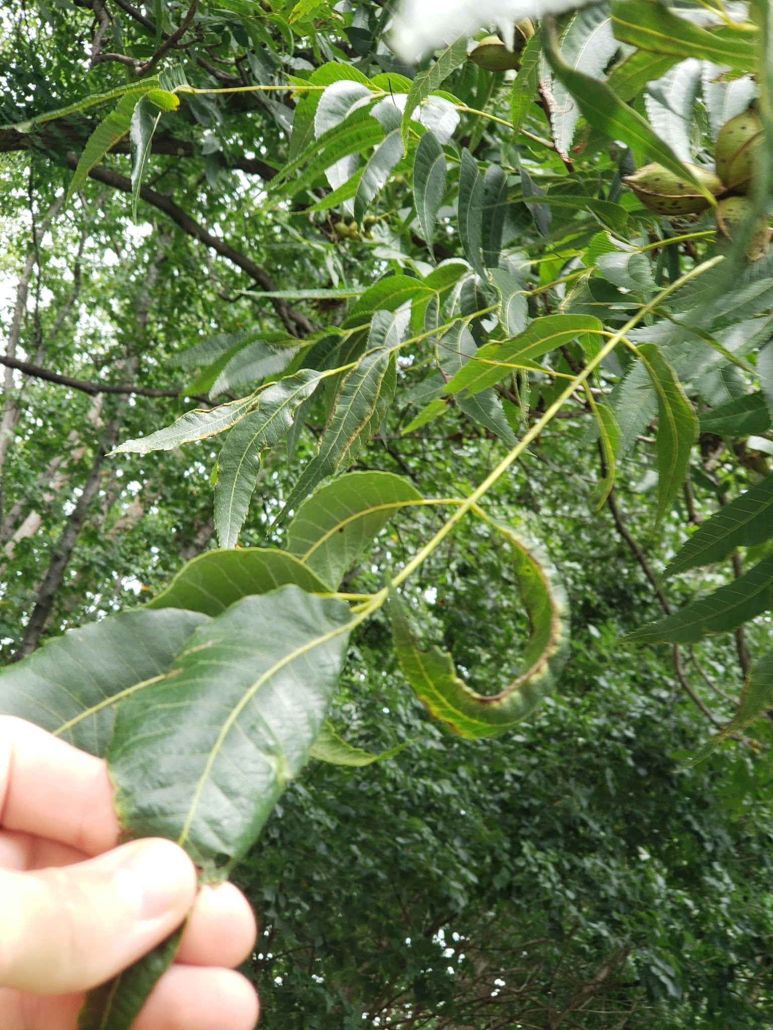 Brown Bark Park - Greensboro, NC