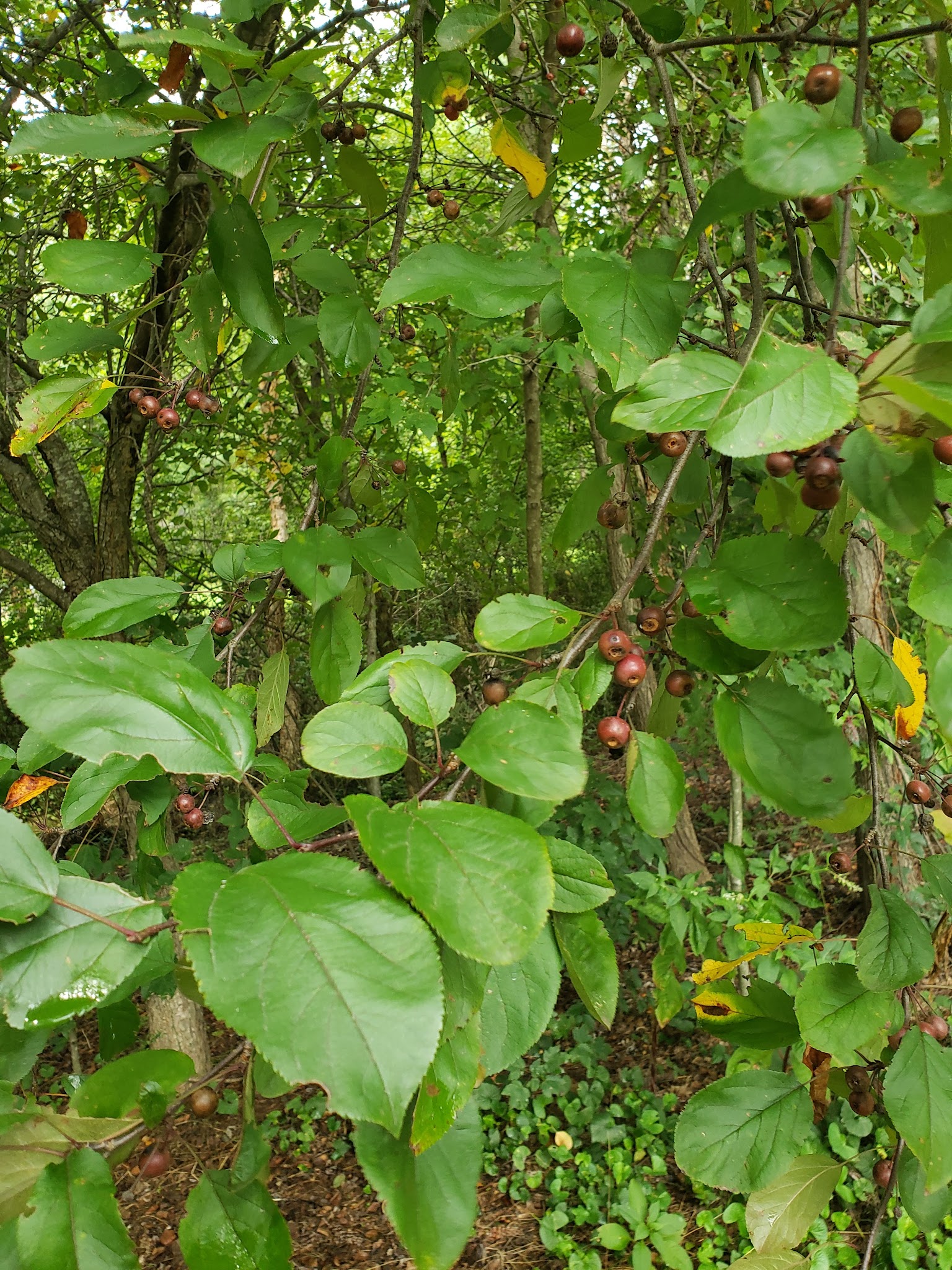 Brown Bark Park - Greensboro, NC