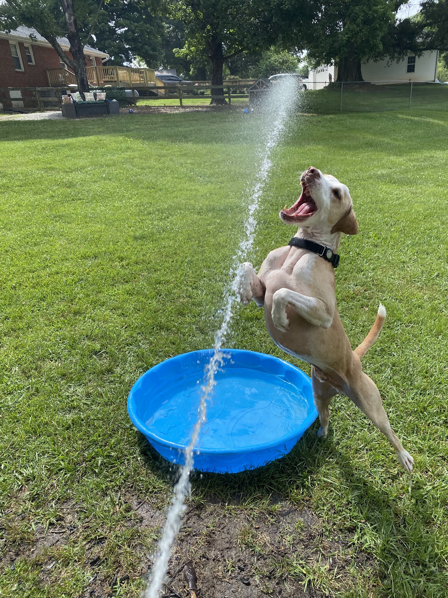 Private Dog Playground by Appointment ONLY - Greensboro, NC