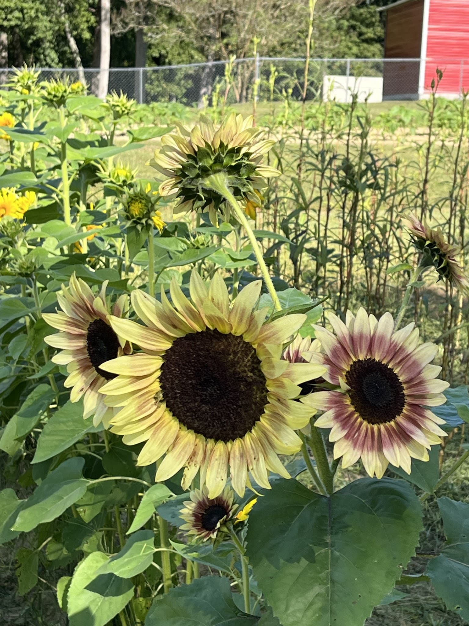 Private Dog Playground by Appointment ONLY - Greensboro, NC