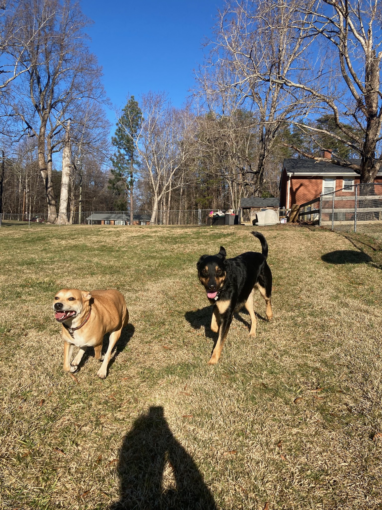 Private Dog Playground by Appointment ONLY - Greensboro, NC