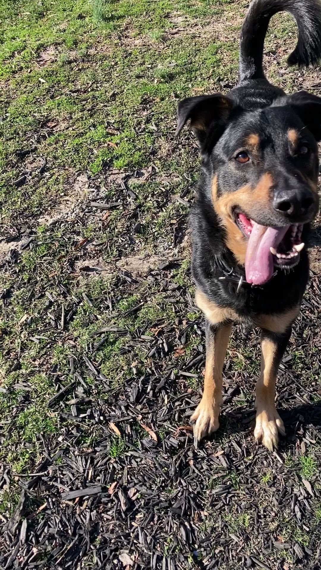Private Dog Playground by Appointment ONLY - Greensboro, NC