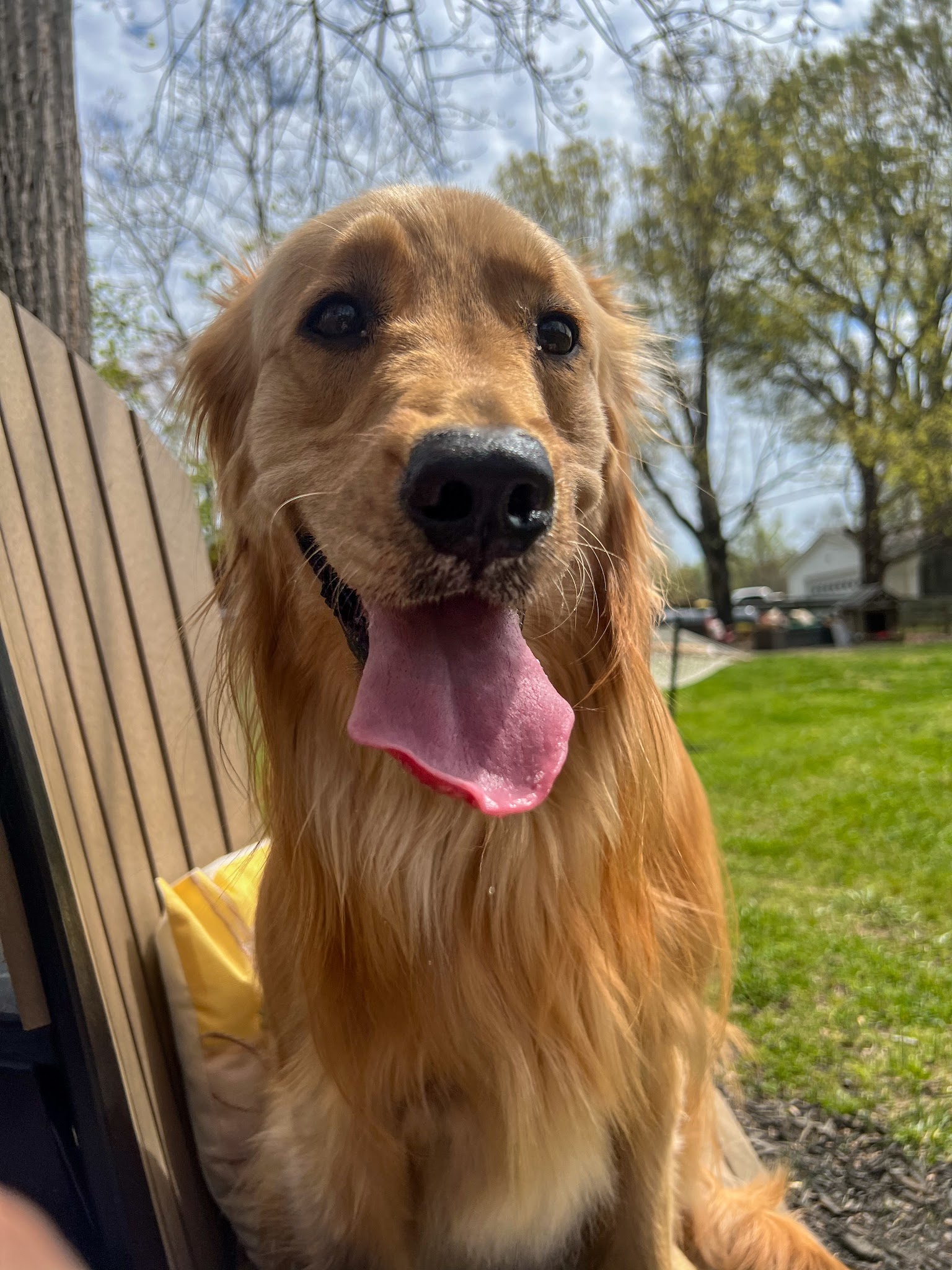 Private Dog Playground by Appointment ONLY - Greensboro, NC