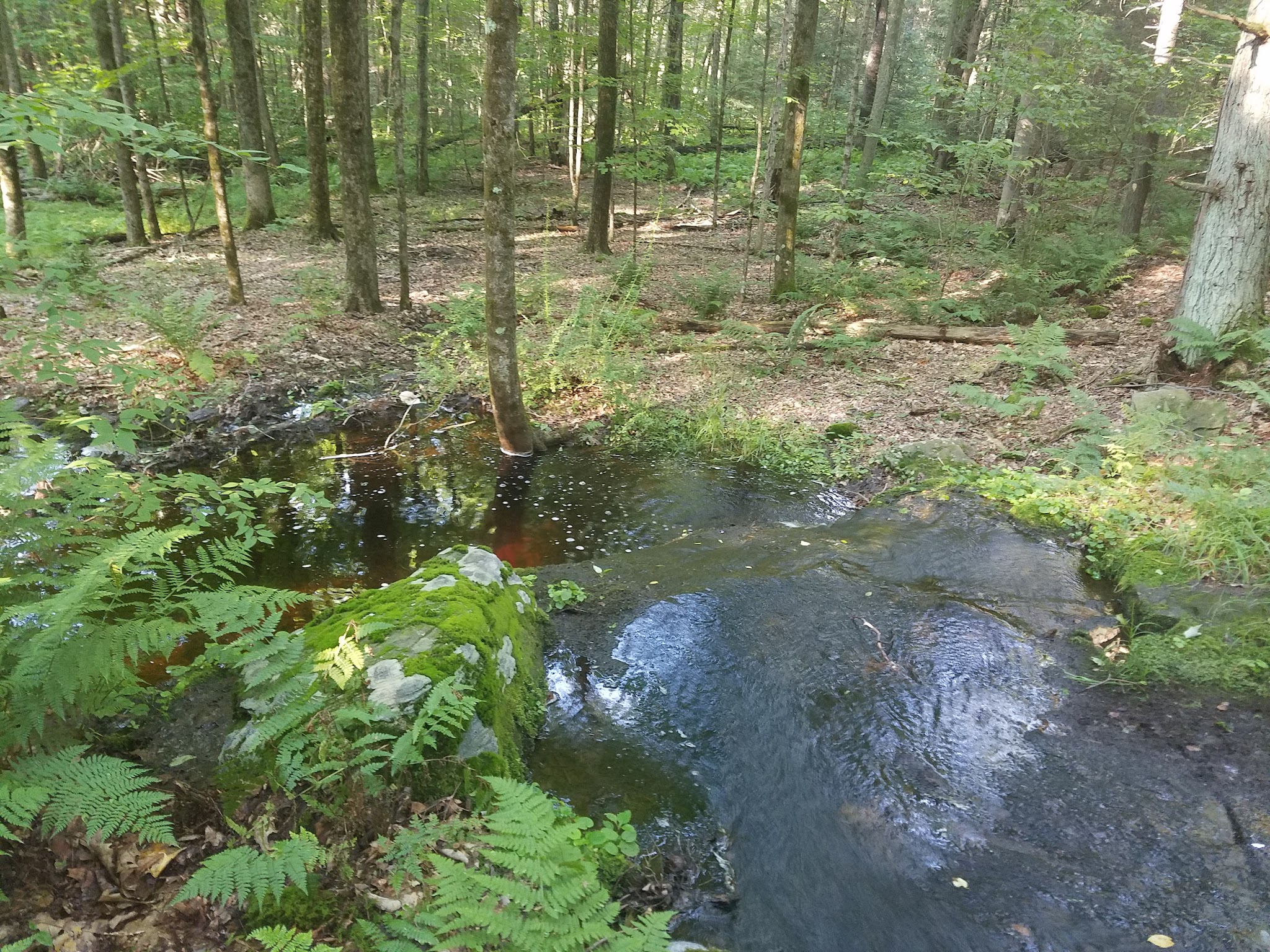 Ledgedale Natural Area - Greentown, PA