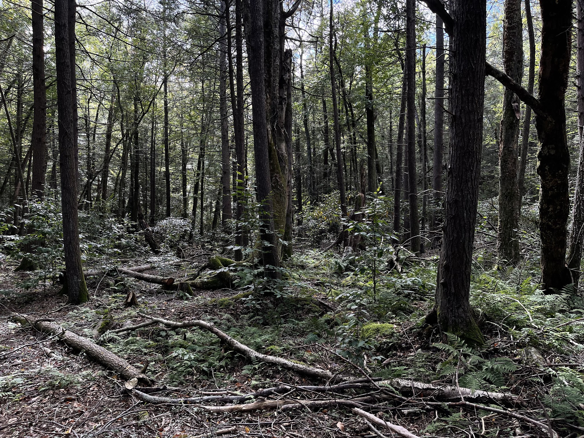 Ledgedale Natural Area - Greentown, PA