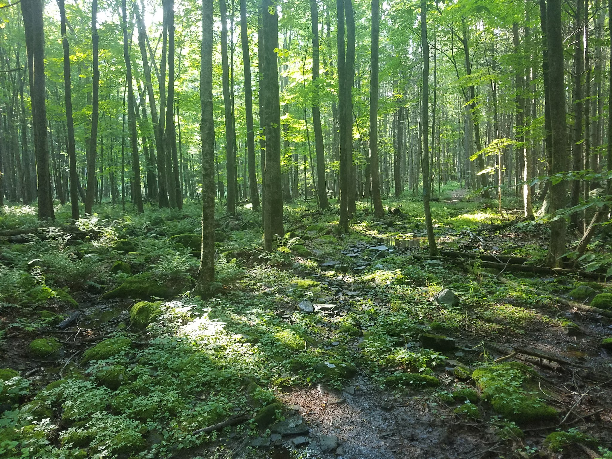 Ledgedale Natural Area - Greentown, PA