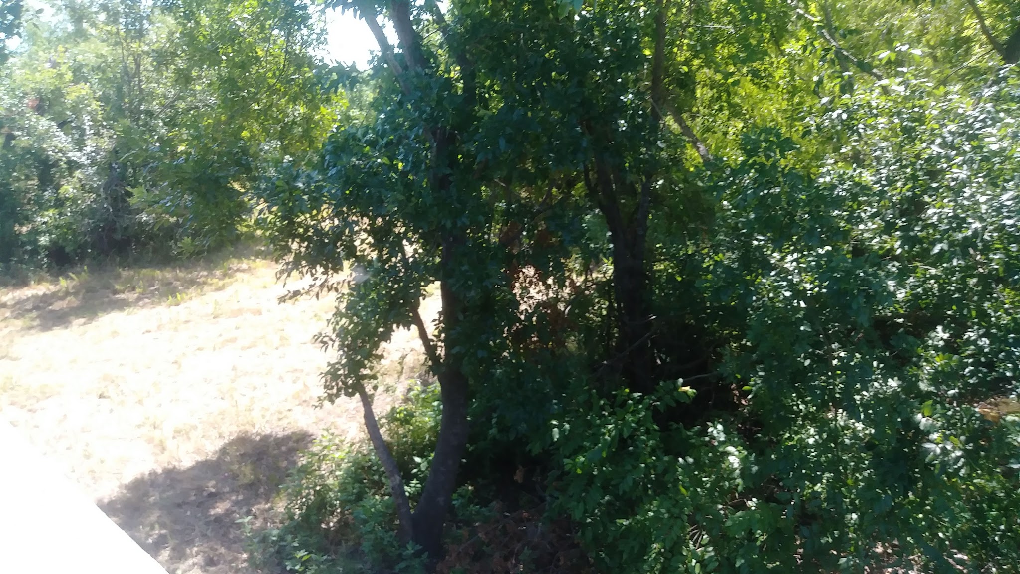 Betts Park - Greenville, TX