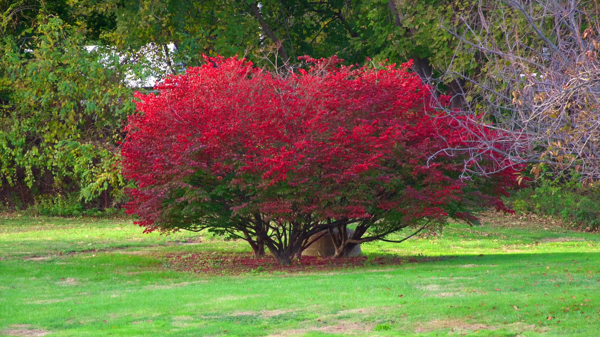 Bruce Park - Greenwich, CT