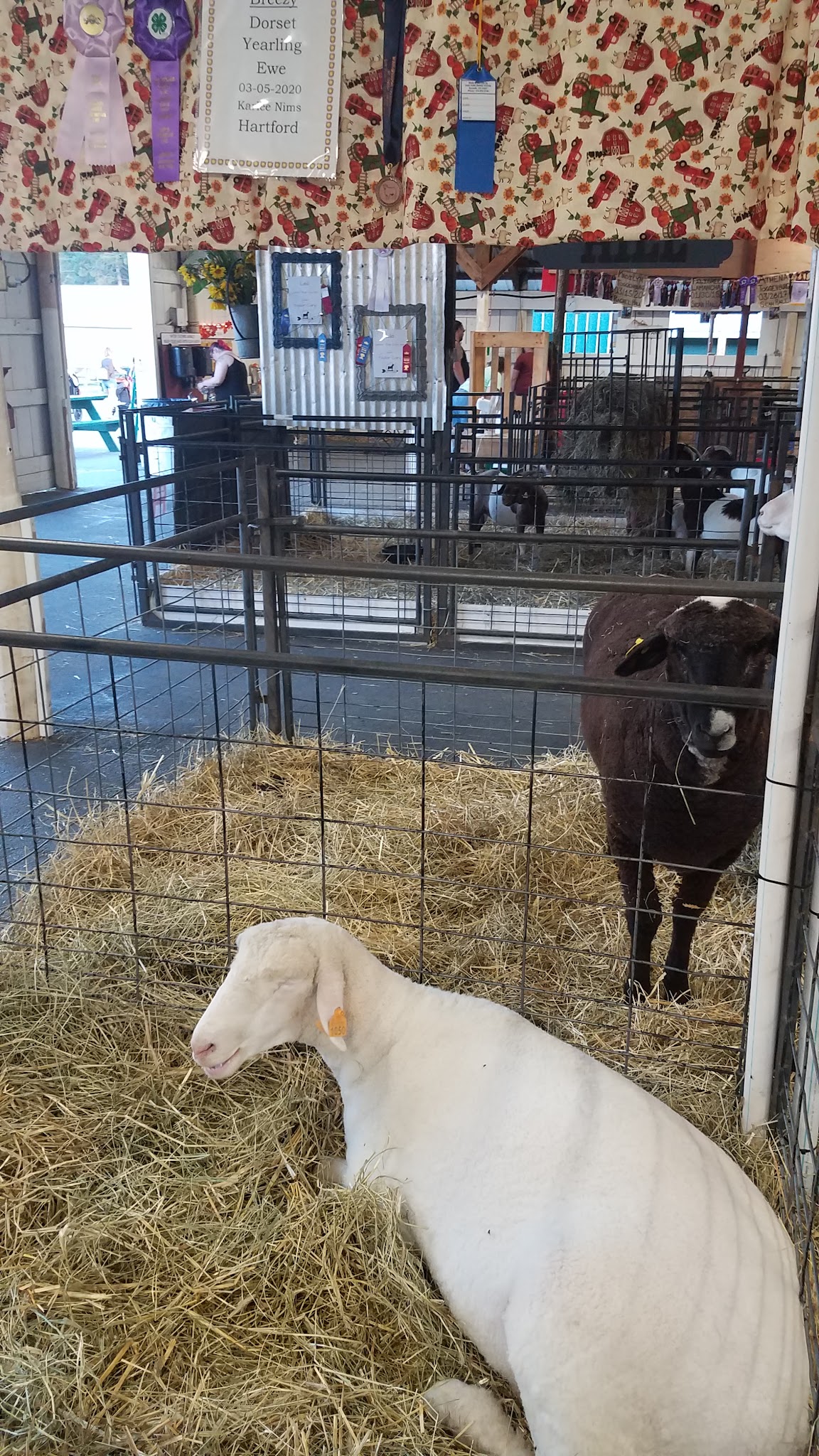 Washington County Fair, Inc. - Greenwich, NY