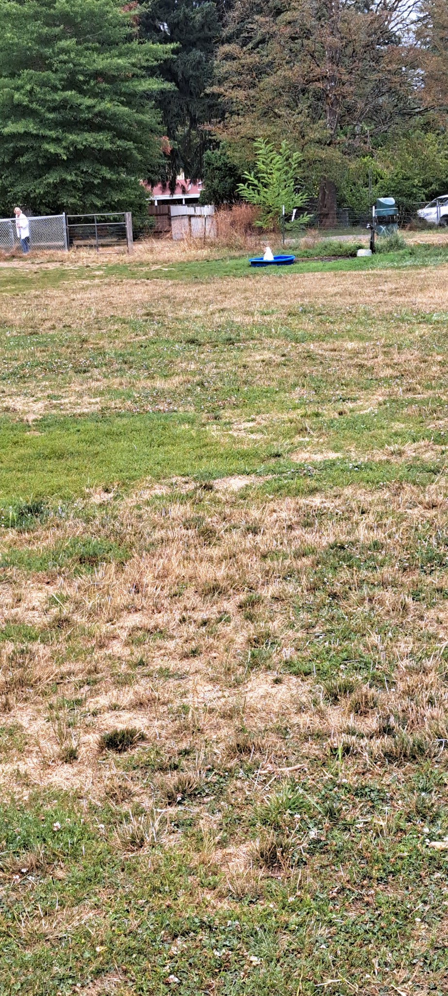Fenced Off-Leash Dog Park - Gresham, OR