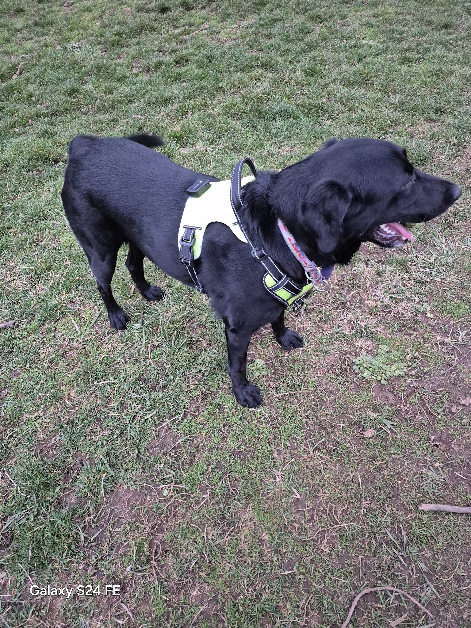 Fenced Off-Leash Dog Park - Gresham, OR