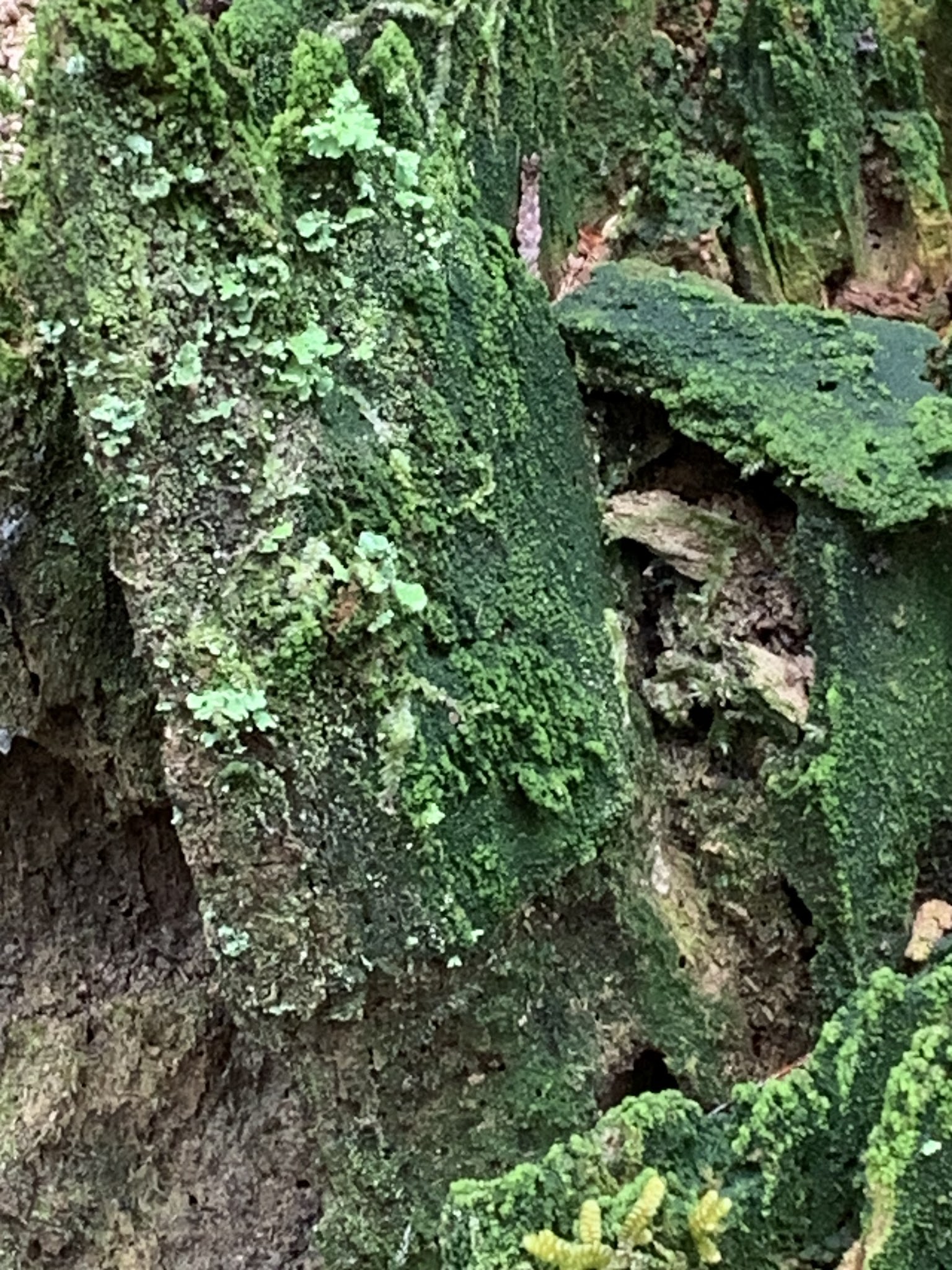 Ironwood Park - Gresham, OR