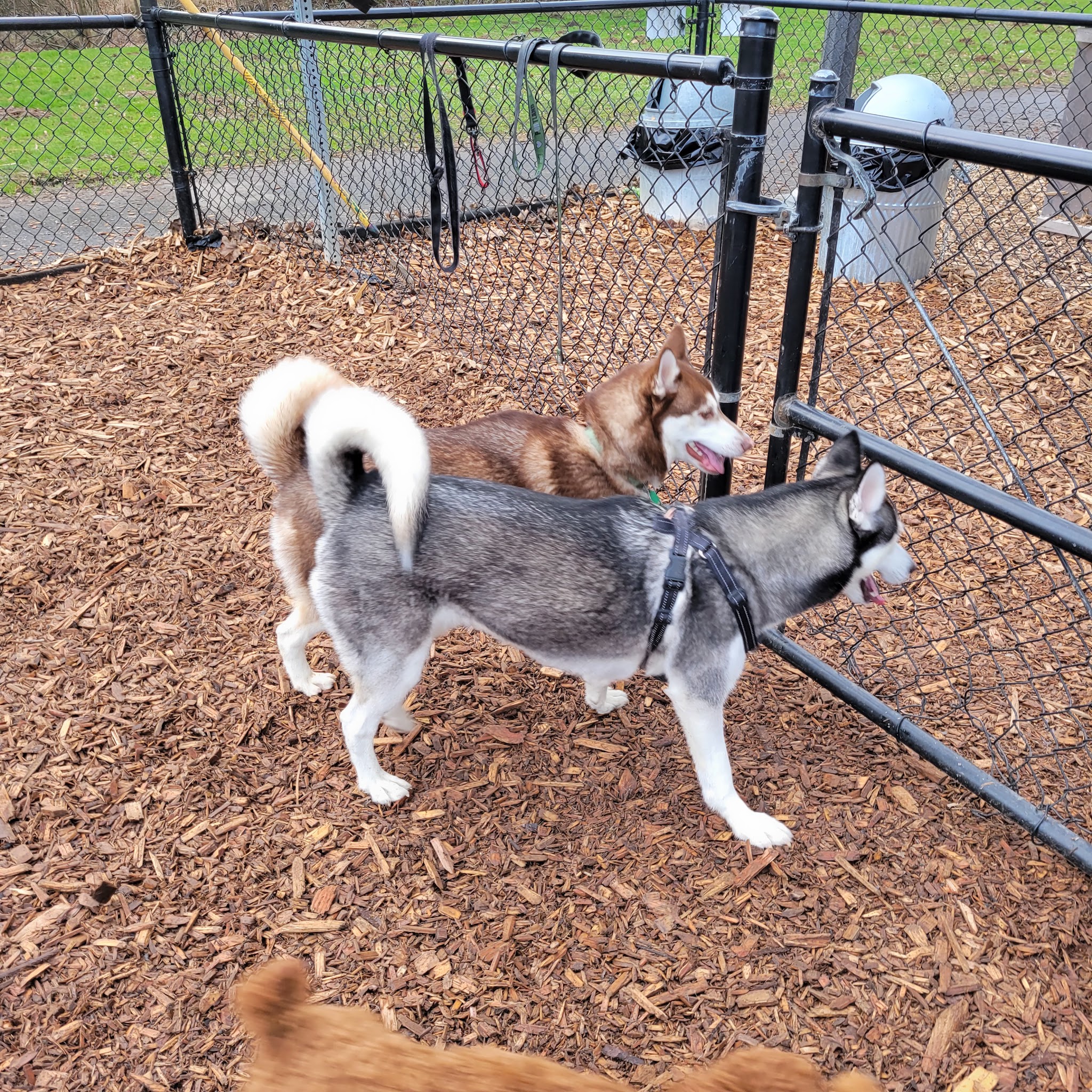 Main City Park - Dog Park - Gresham, OR