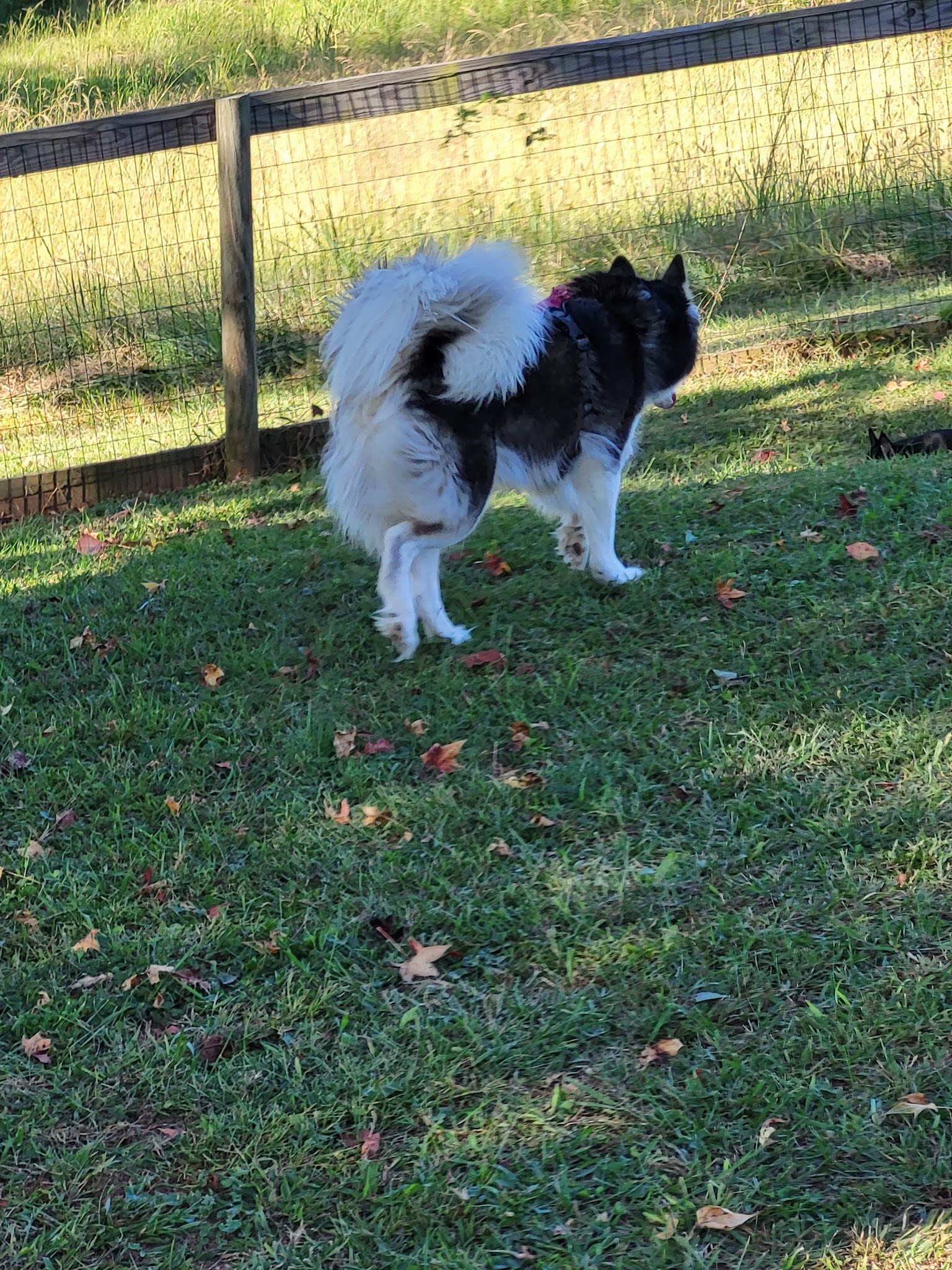 Carver Road Dog Park - Griffin, GA