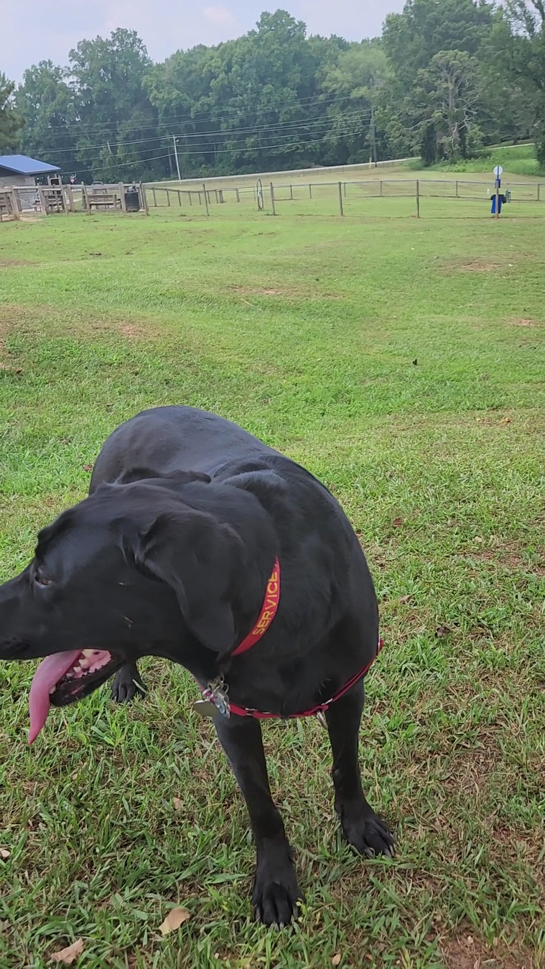 Carver Road Dog Park - Griffin, GA