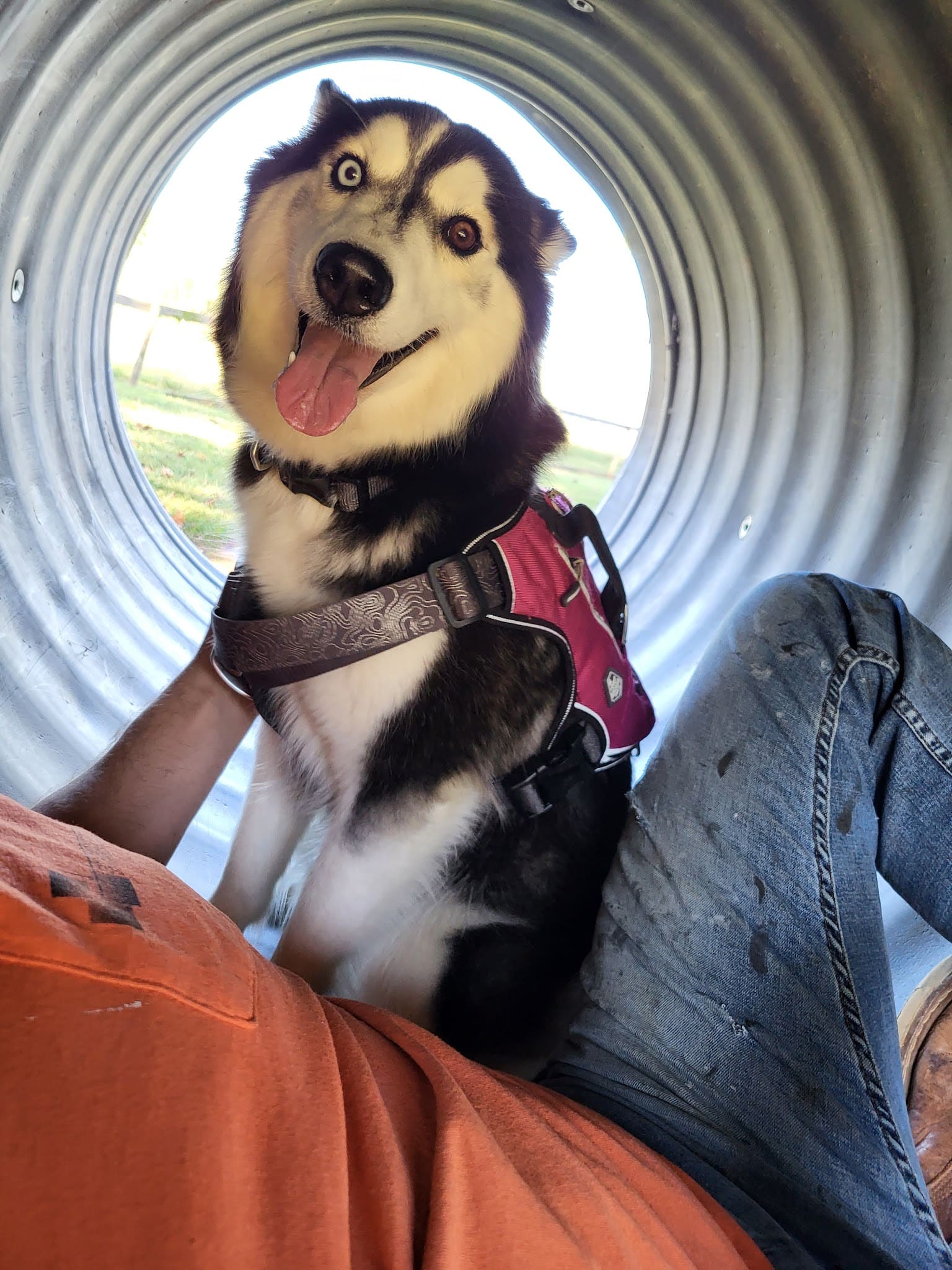 Carver Road Dog Park - Griffin, GA