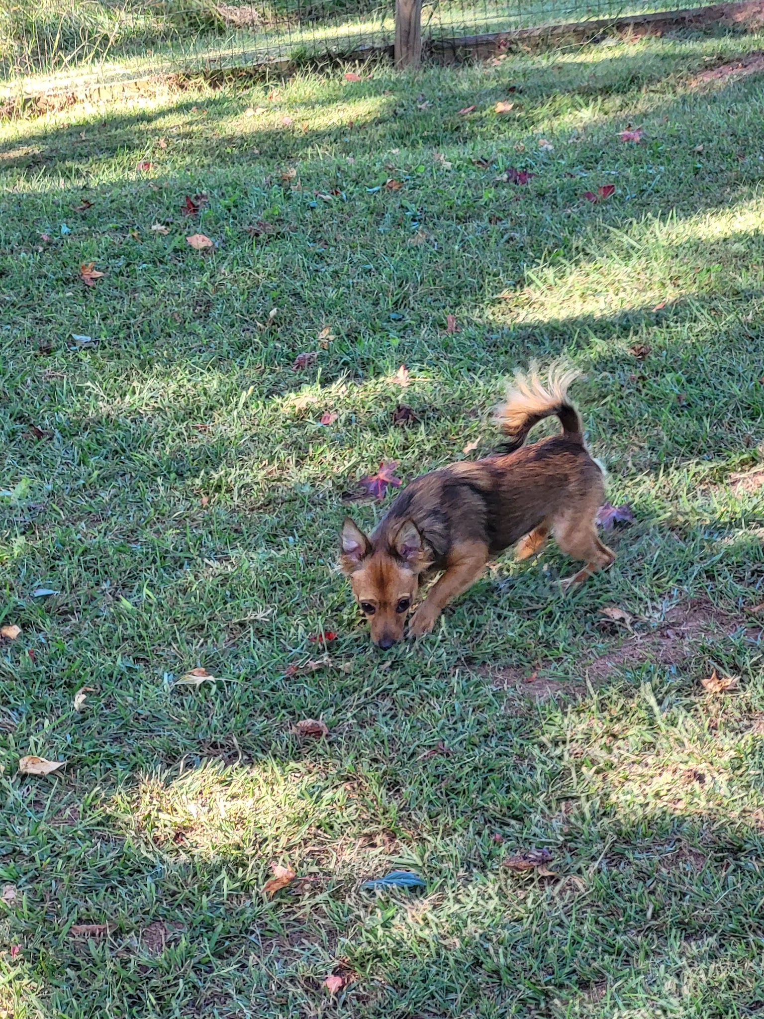 Carver Road Dog Park - Griffin, GA