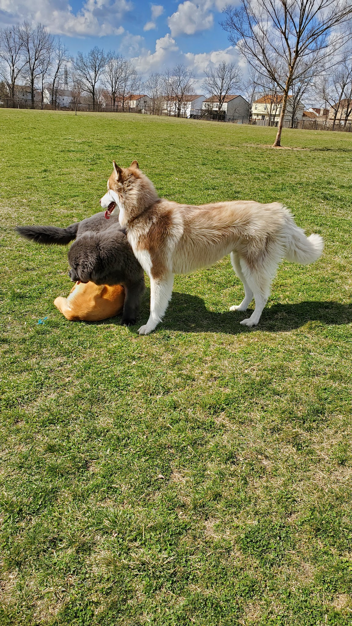Breck Community Dog Park - Grove City, OH