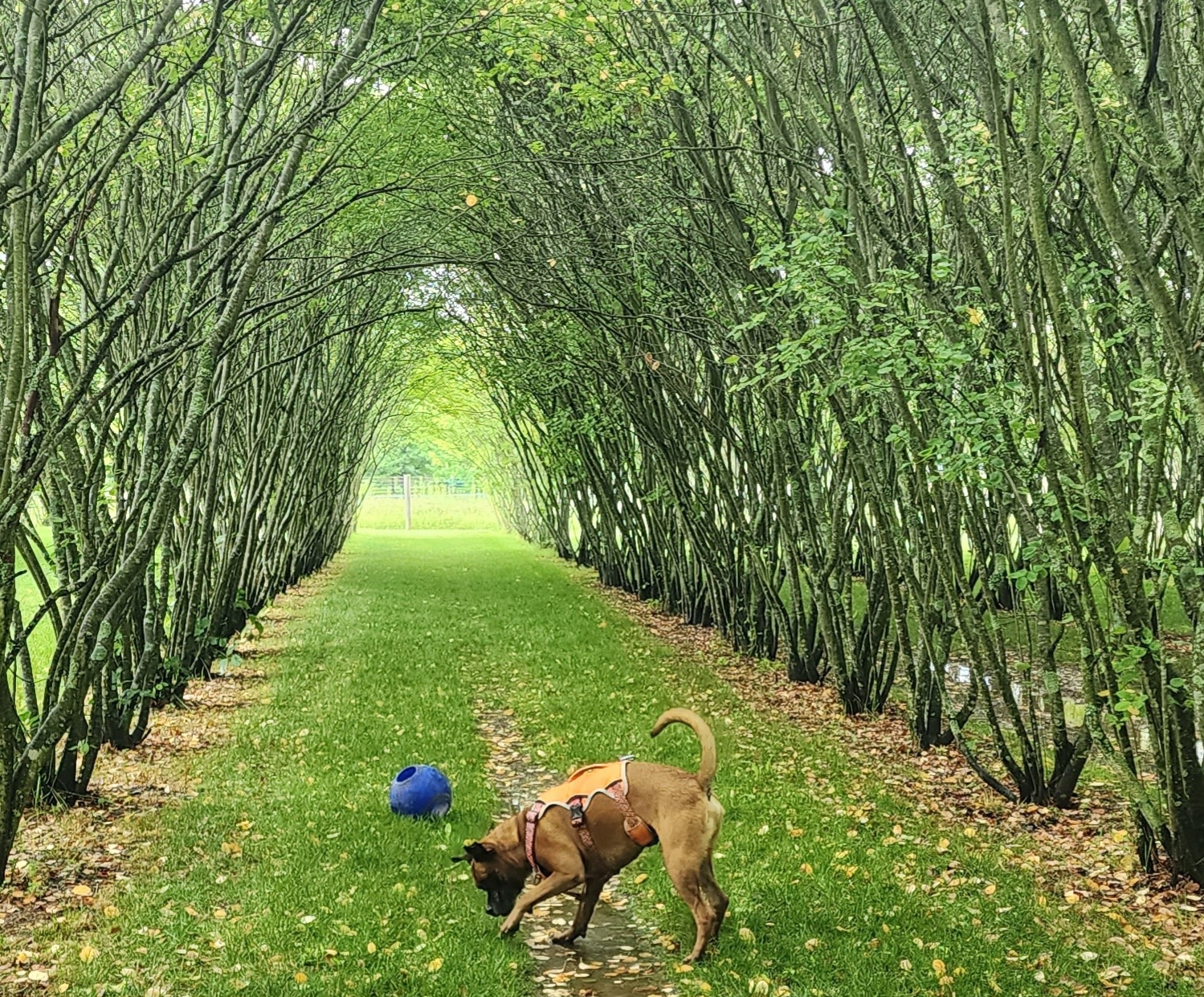 Walnut Woods Dog Park - Groveport, OH