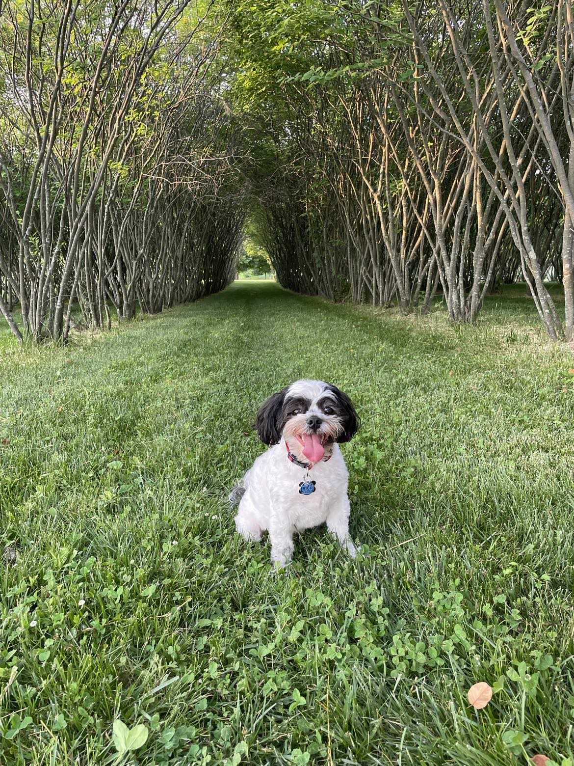 Walnut Woods Dog Park - Groveport, OH