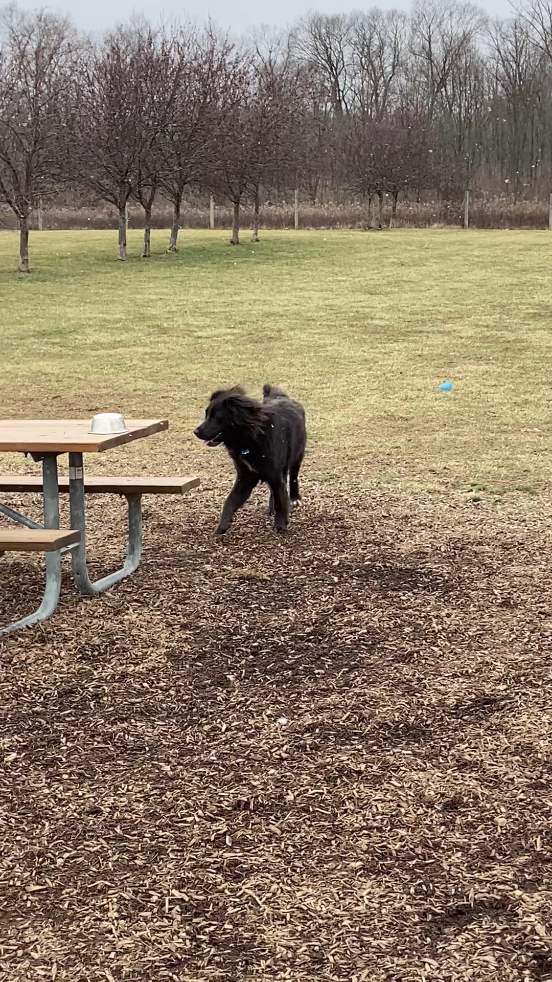 Walnut Woods Dog Park - Groveport, OH