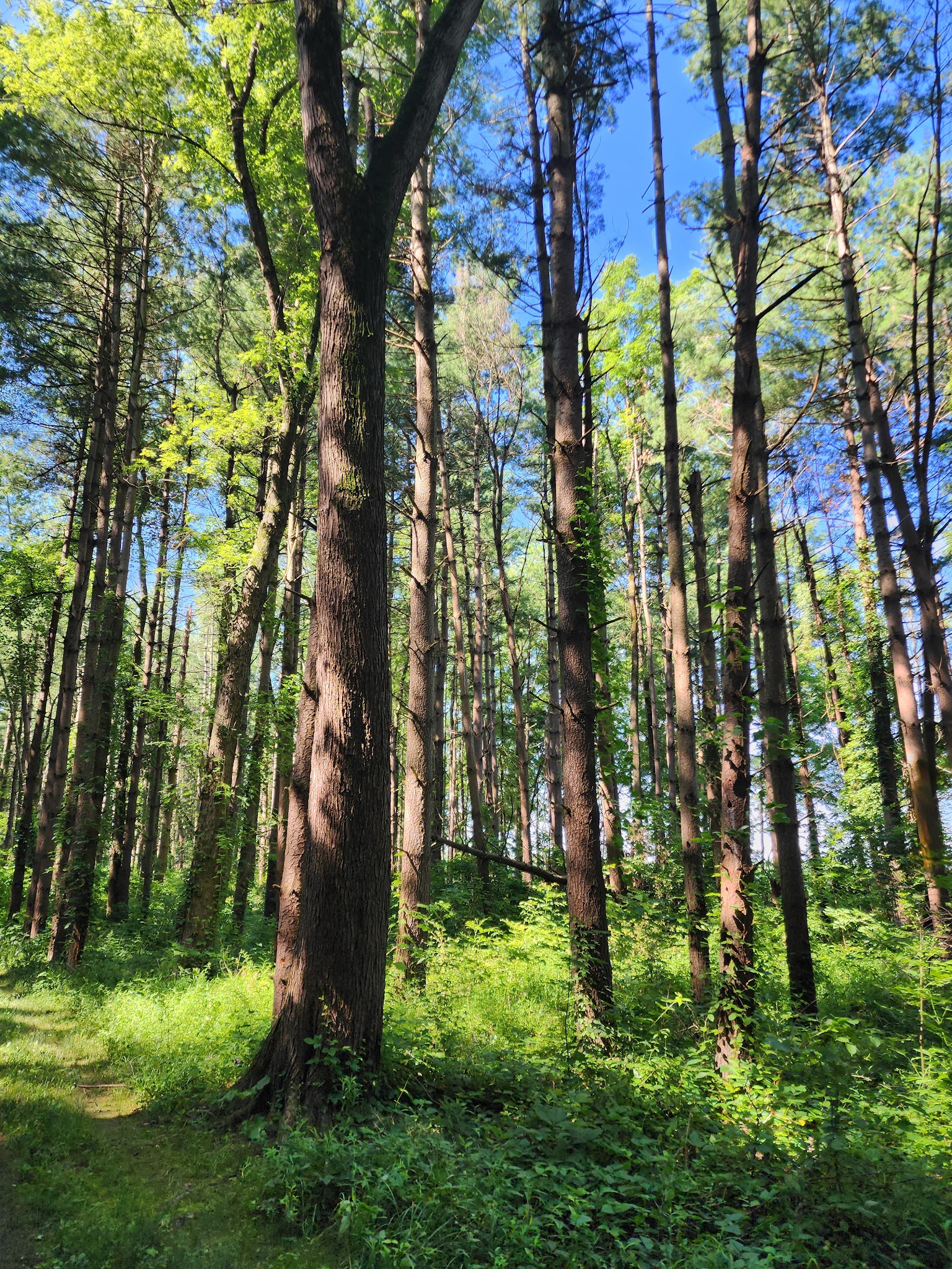 Walnut Woods Metro Park - Groveport, OH