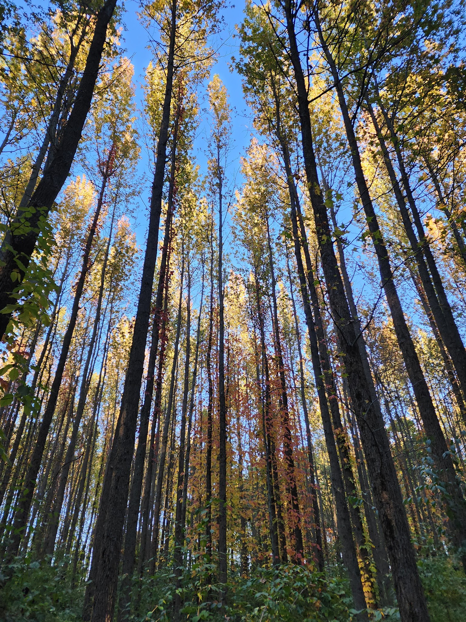 Walnut Woods Metro Park - Groveport, OH