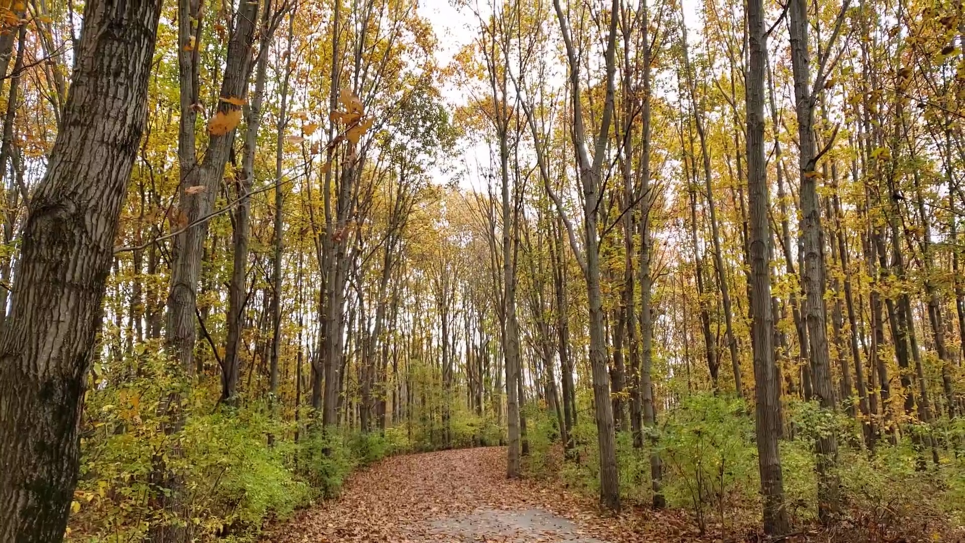 Walnut Woods Metro Park - Groveport, OH