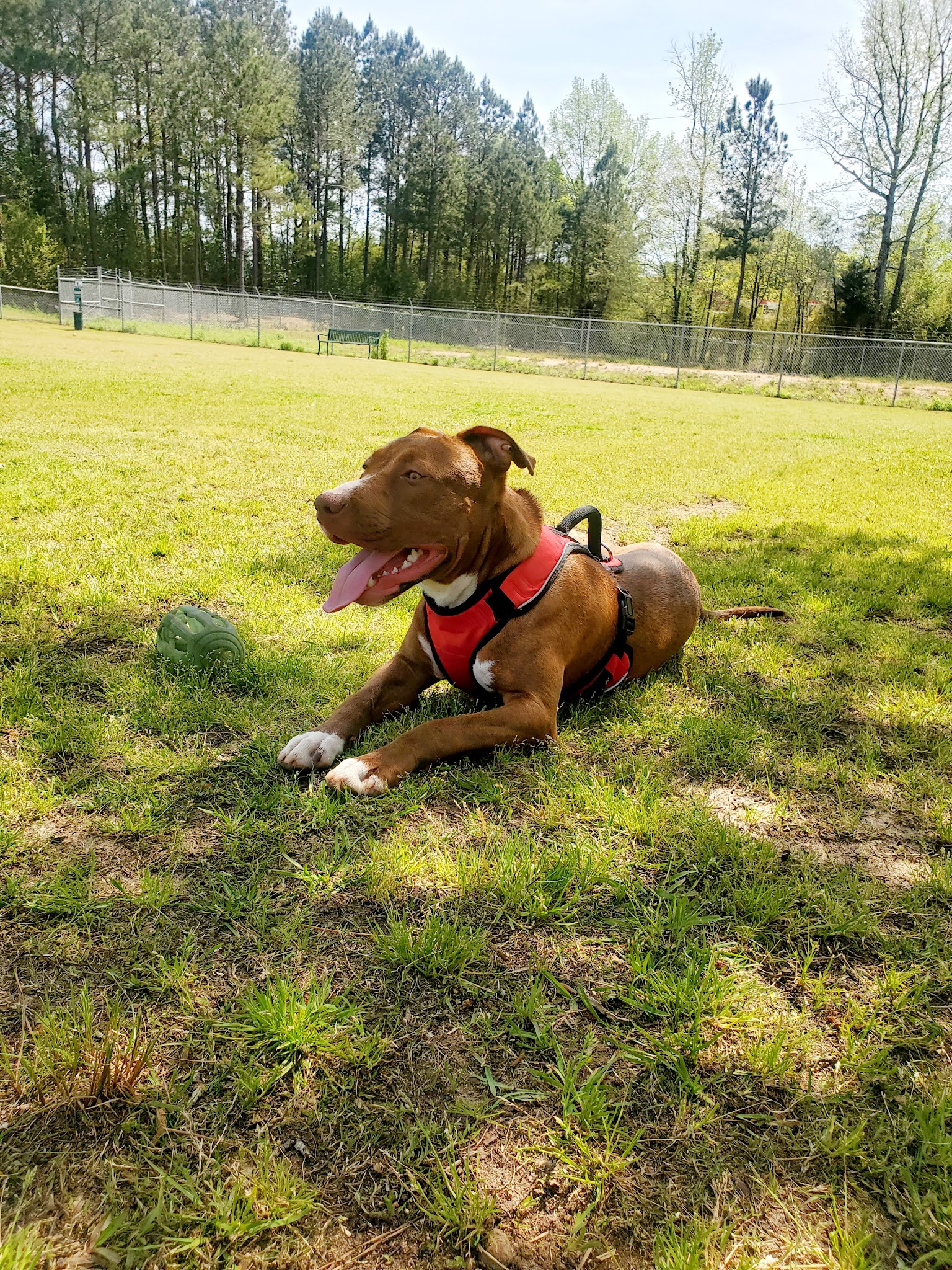 Goodale Dog Park - Grovetown, GA