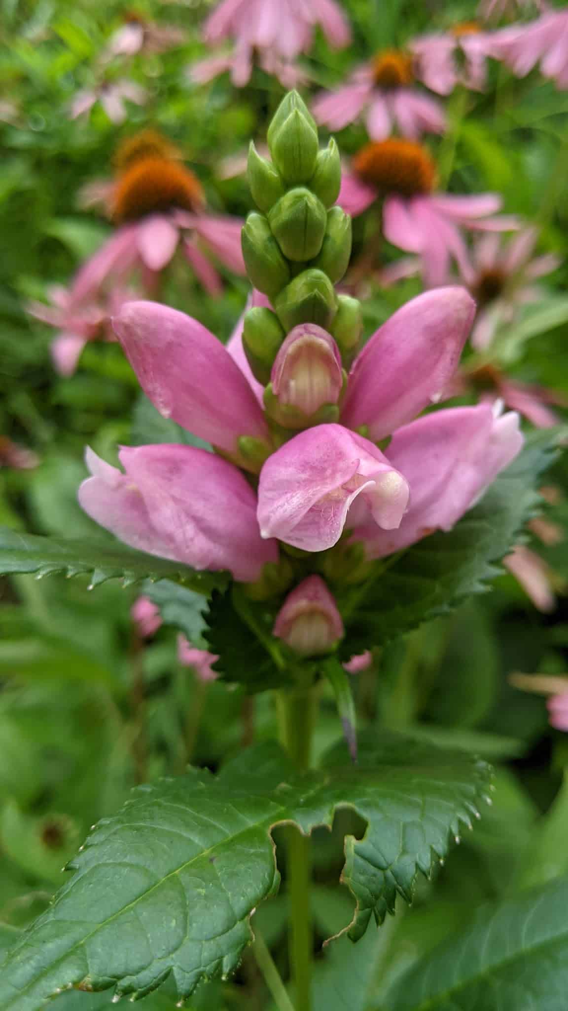 Peggy's Point - Hague, NY