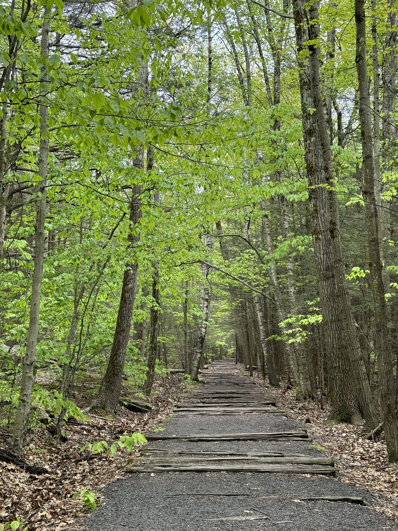 Kaaterskill Rail Trail - Haines Falls, NY