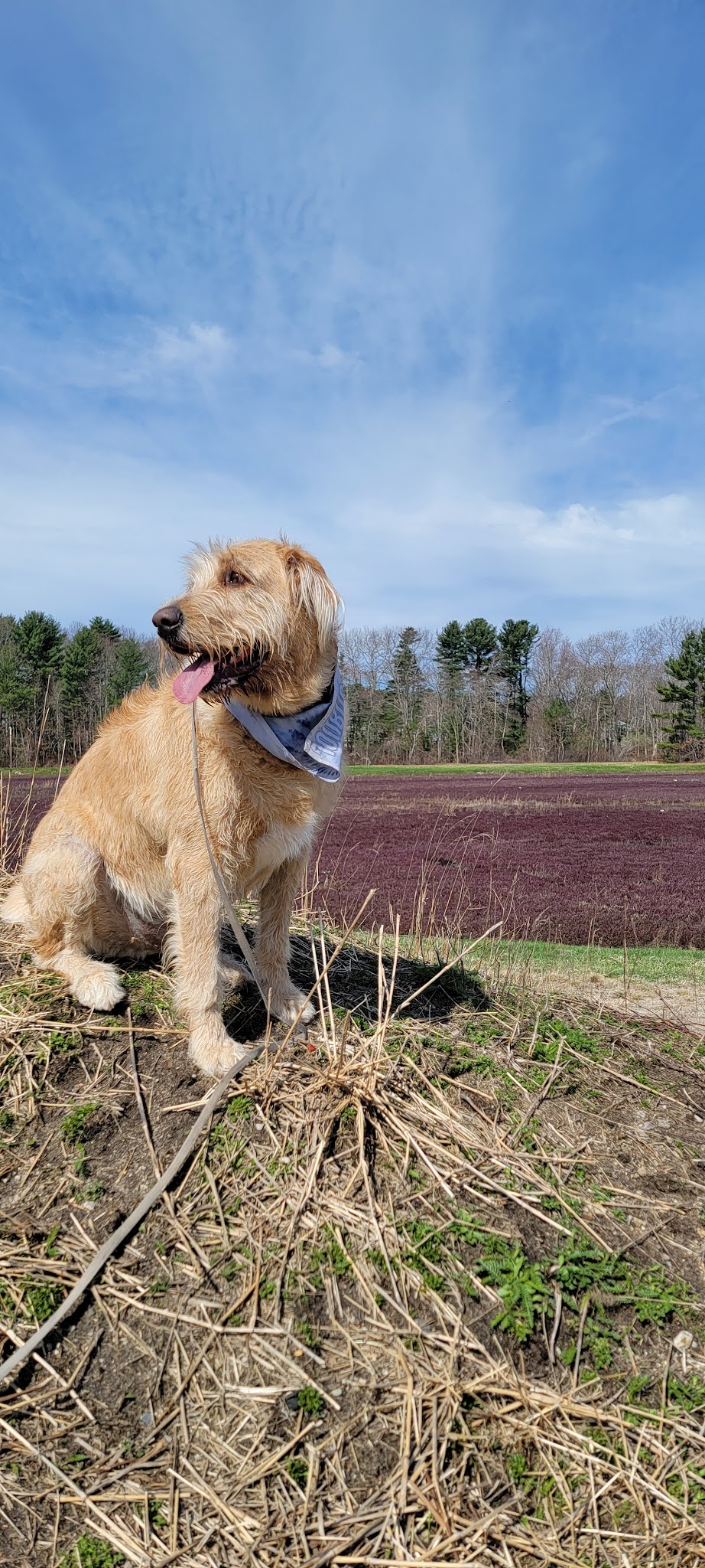 Burrage Pond - Halifax, MA