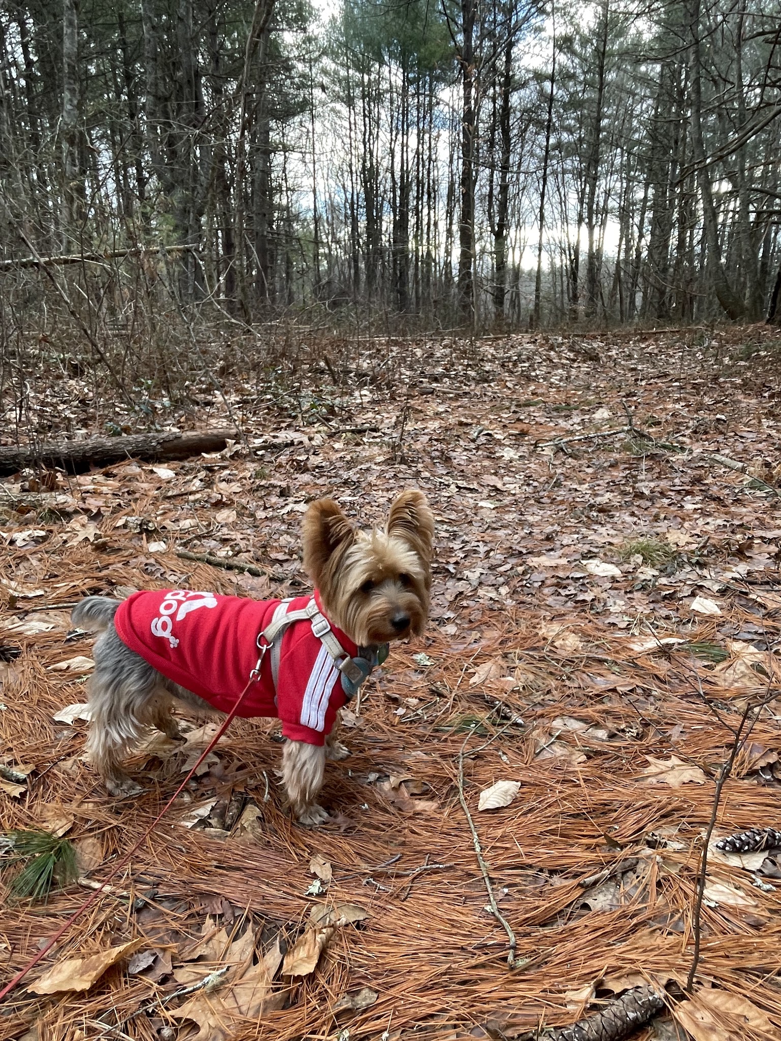 Wildlands Trust - Striar Conservancy - Halifax, MA