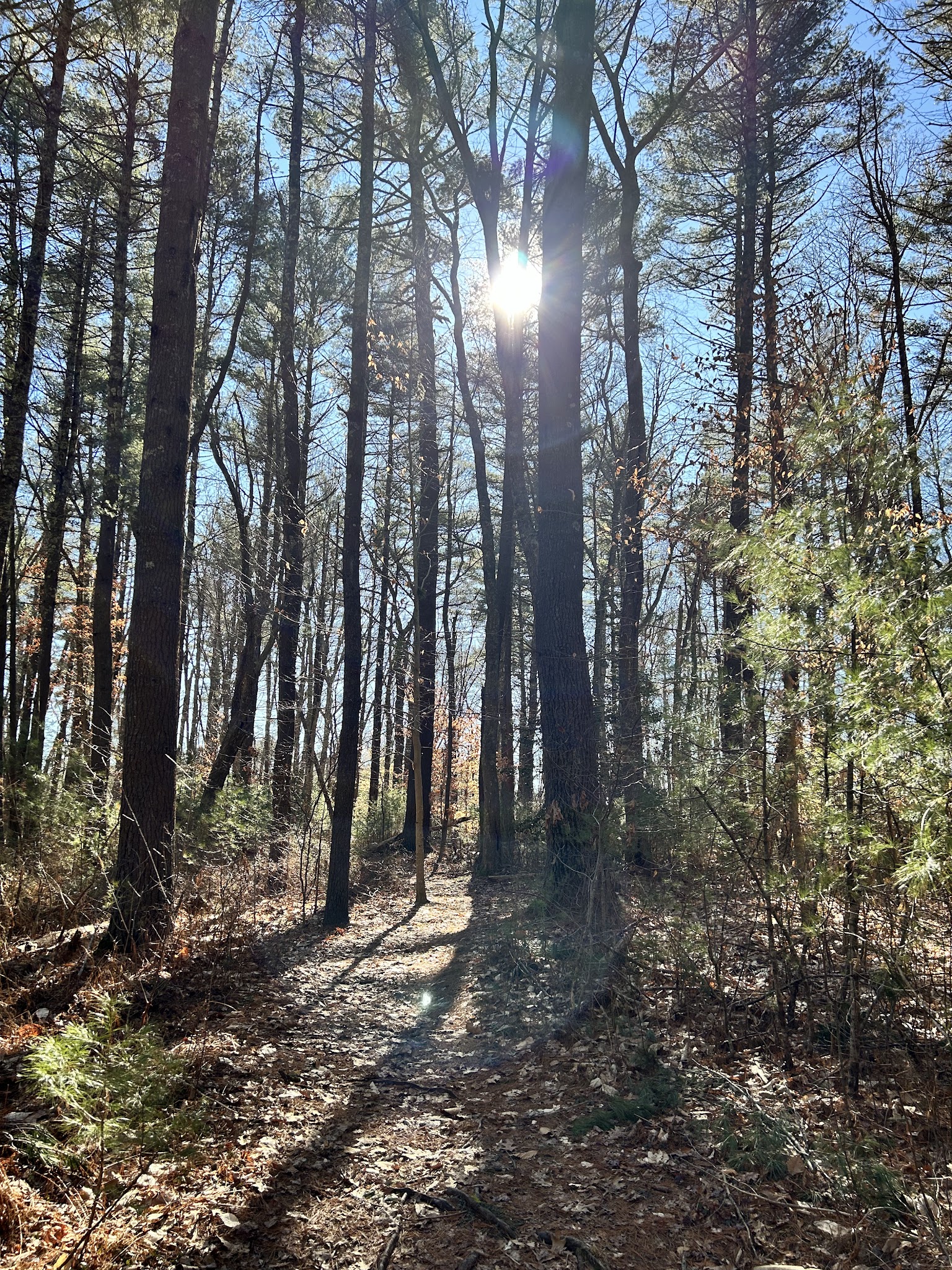 Wildlands Trust - Striar Conservancy - Halifax, MA