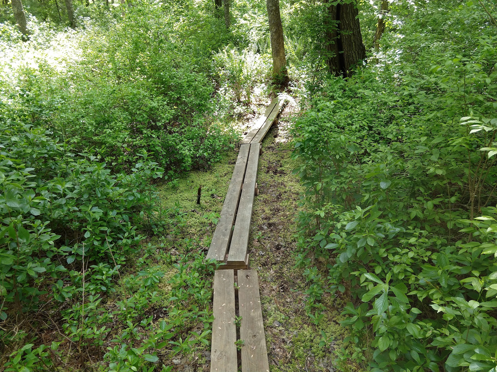 Wildlands Trust - Striar Conservancy - Halifax, MA