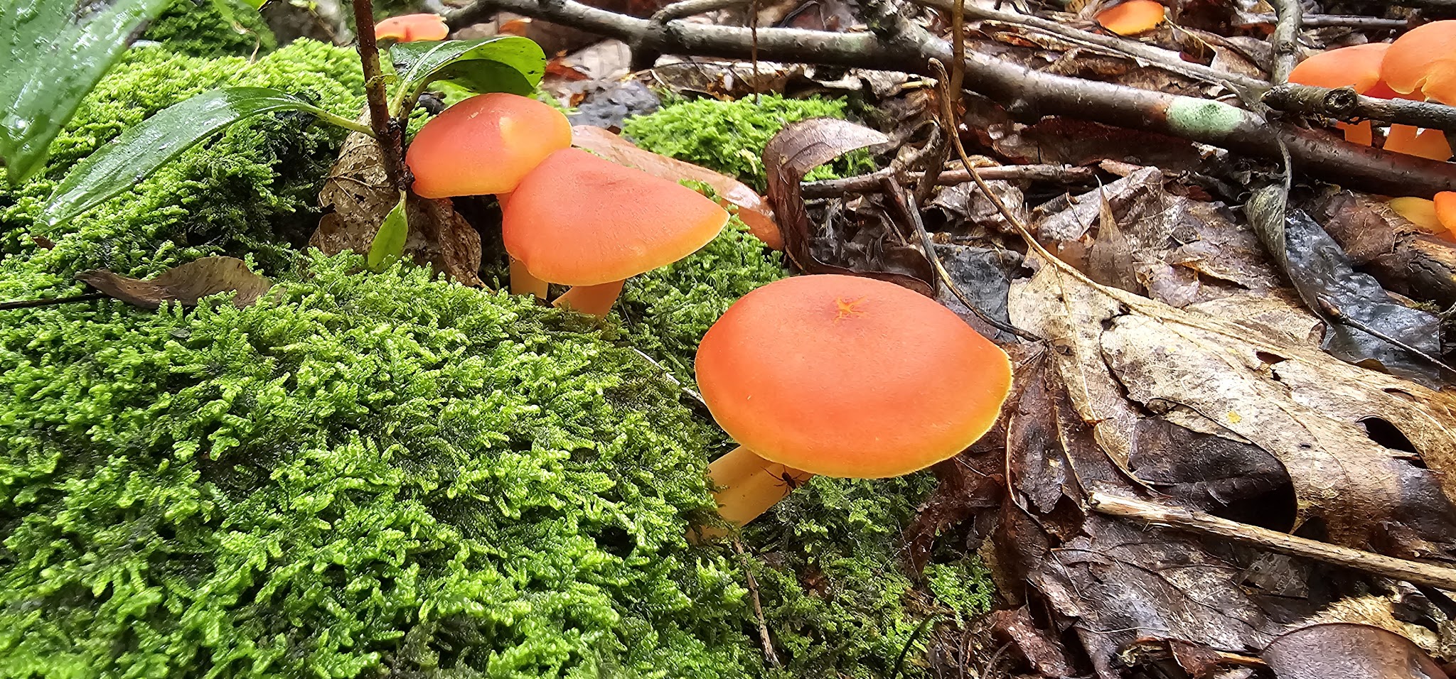 Clark's Creek Appalachian Trail Crossing - Halifax, PA