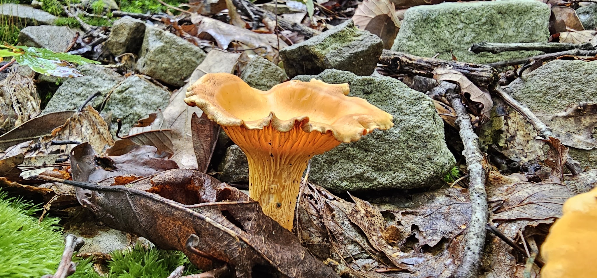 Clark's Creek Appalachian Trail Crossing - Halifax, PA