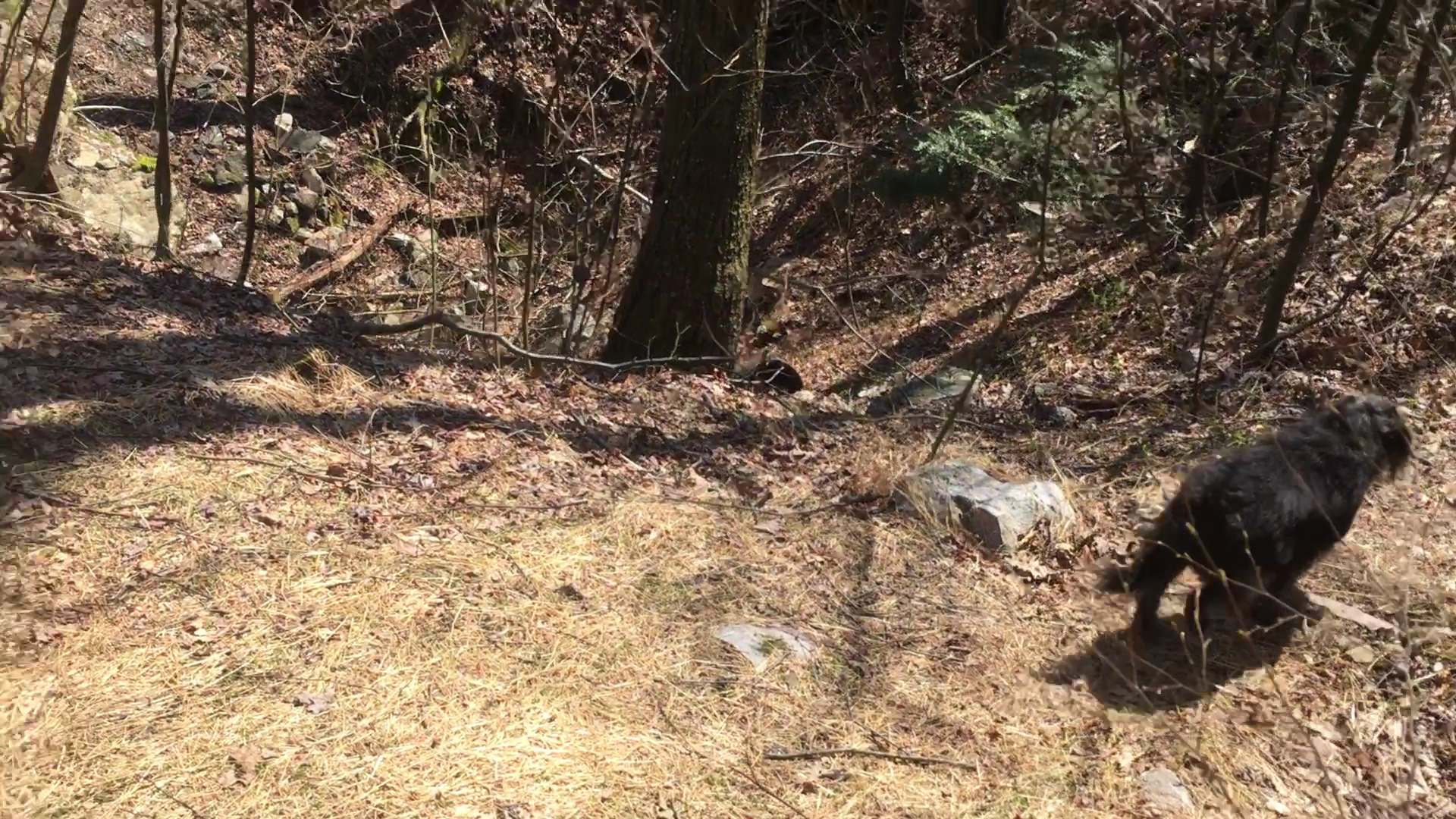 Trailhead access for Sand Springs trail/AT/Stone Tower/The General - Halifax, PA