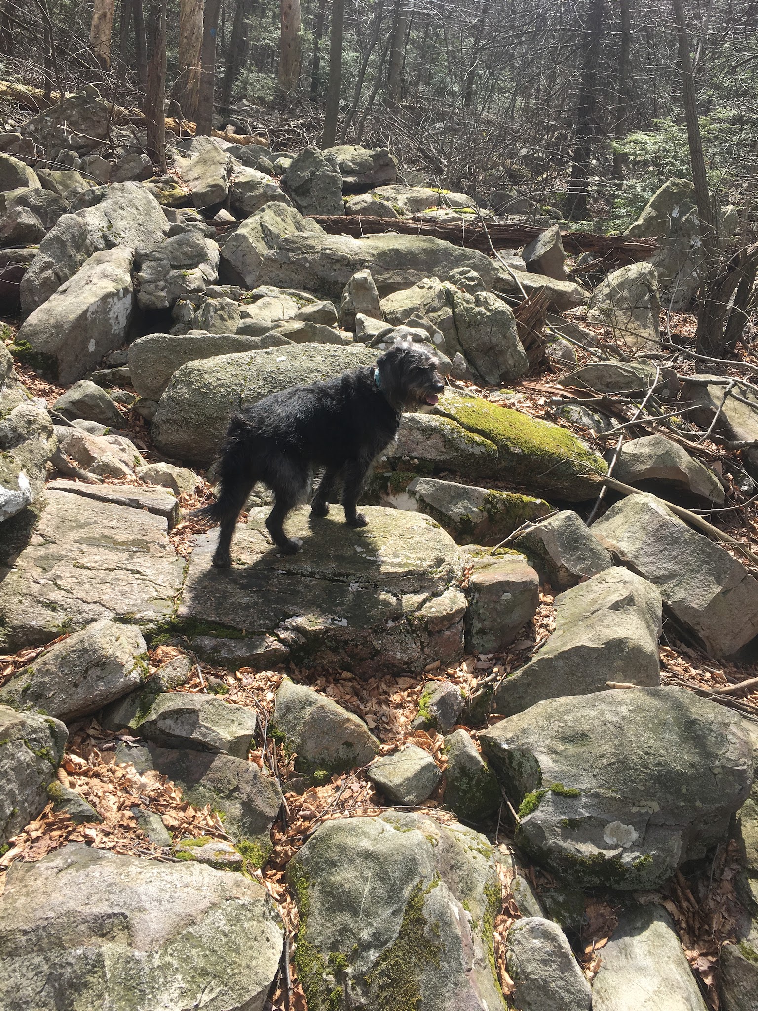 Trailhead access for Sand Springs trail/AT/Stone Tower/The General - Halifax, PA